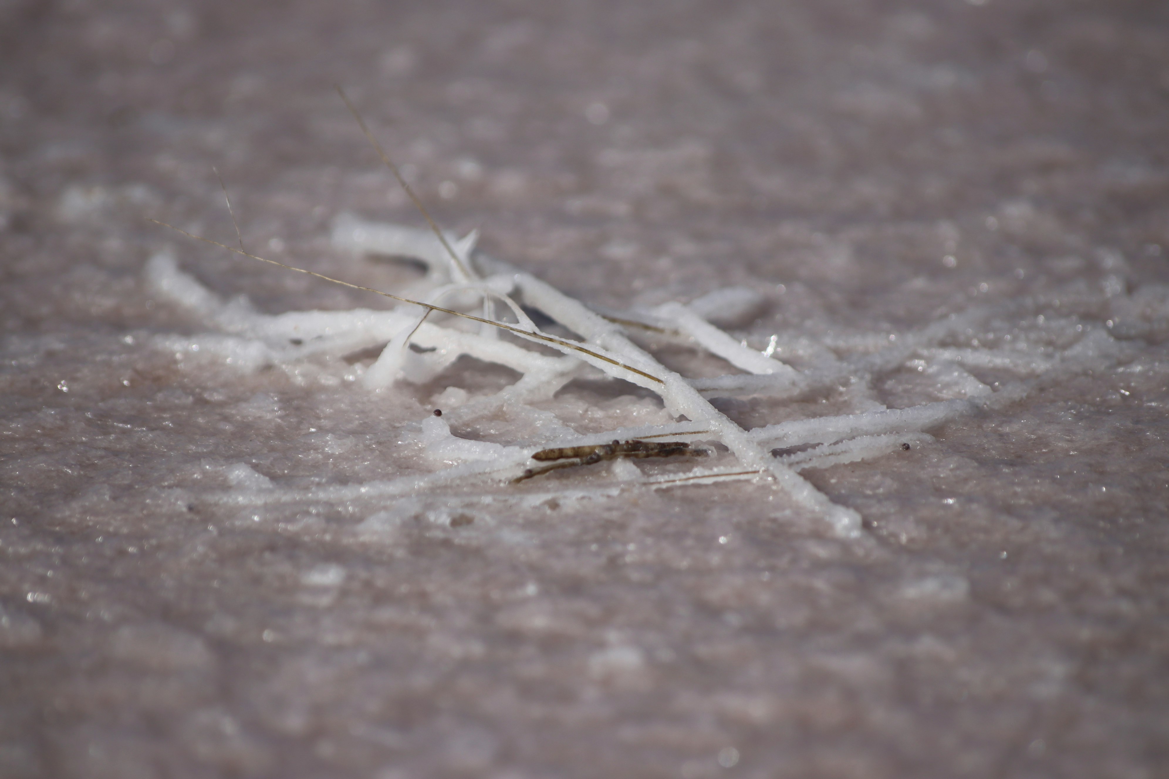 Salt encrusted twig at Lake Crosbie.