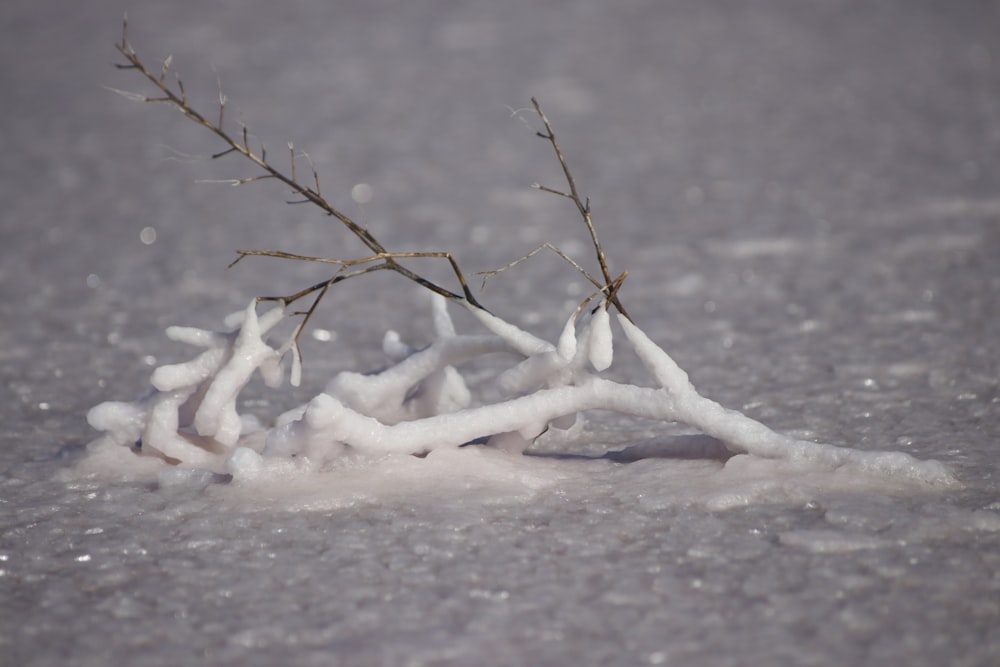 a plant sprouts out of the snow