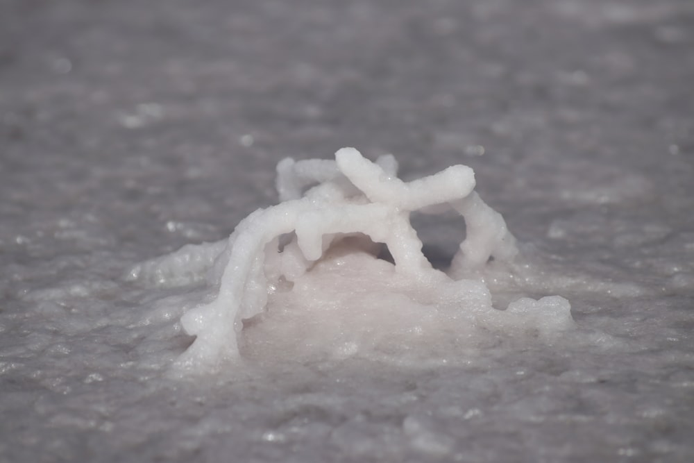 a close up of a white substance on the ground