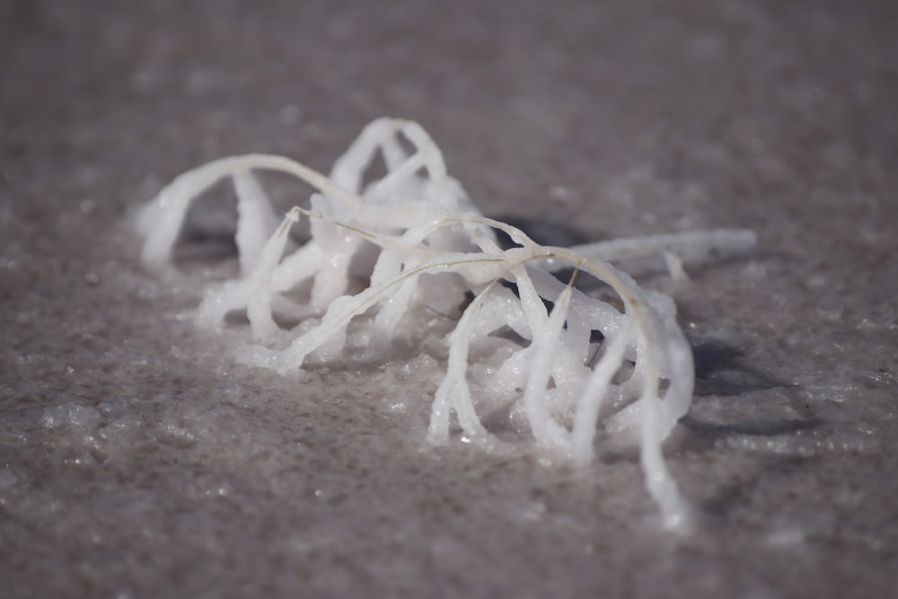 a close up of a bunch of snow on the ground