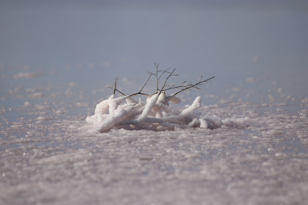 a small tree branch sticking out of the snow