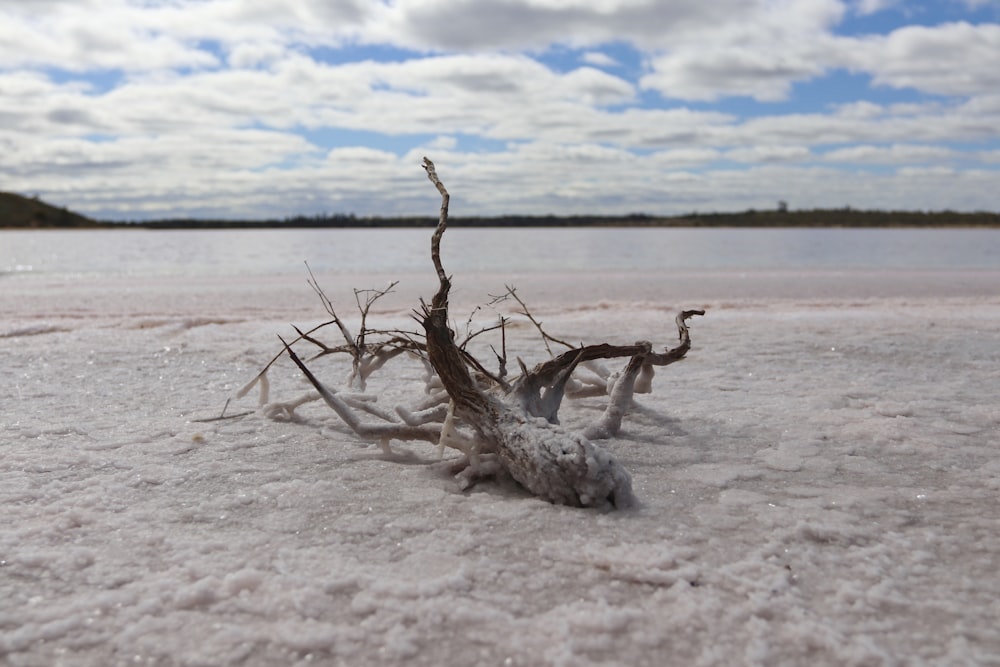 a dead tree in the middle of a lake