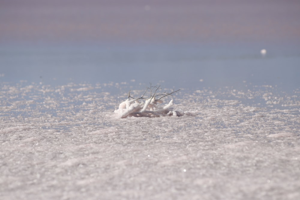 a couple of birds standing on top of a snow covered ground