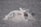 A close-up view of a salt formation with crystalline structures resembling small arches on a salt flat. The surface appears granular and the formation casts a slight shadow on the ground.