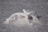 A close-up view of a salt formation with crystalline structures resembling small arches on a salt flat. The surface appears granular and the formation casts a slight shadow on the ground.
