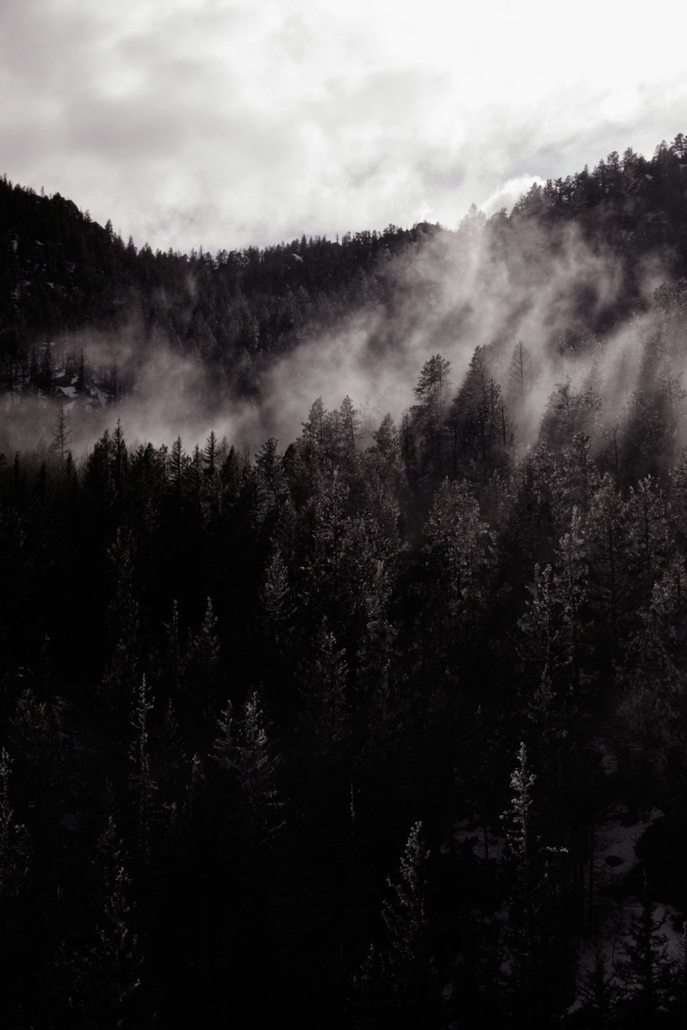 a black and white photo of a forest