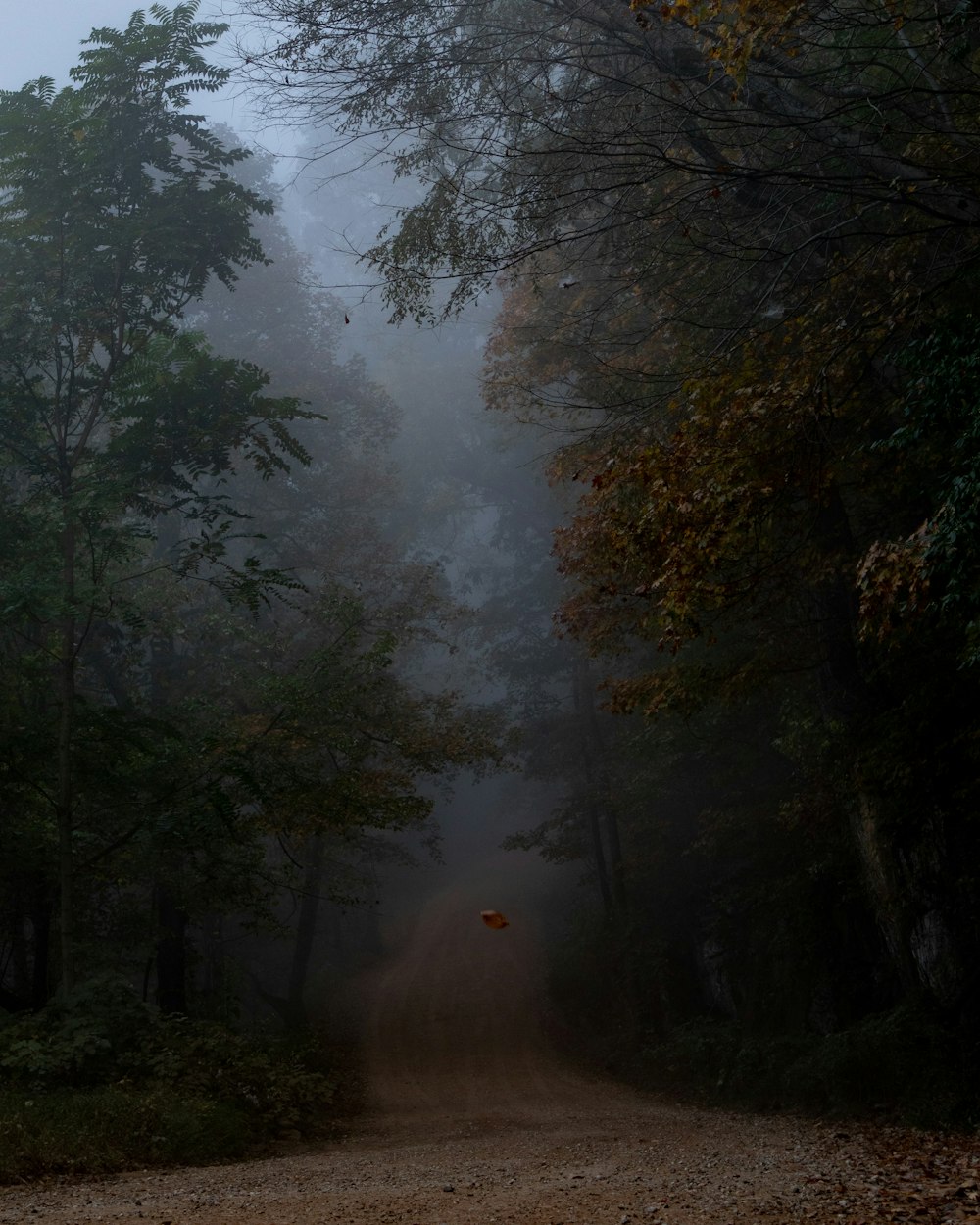 a dirt road in the middle of a forest