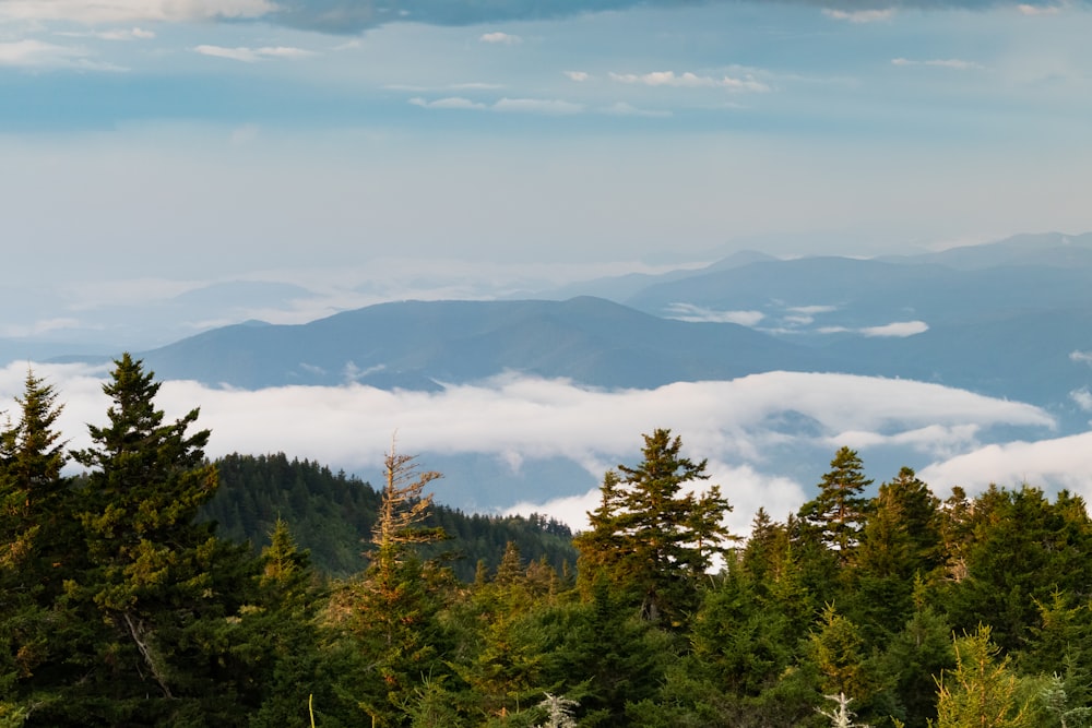 a forest filled with lots of trees under a cloudy sky