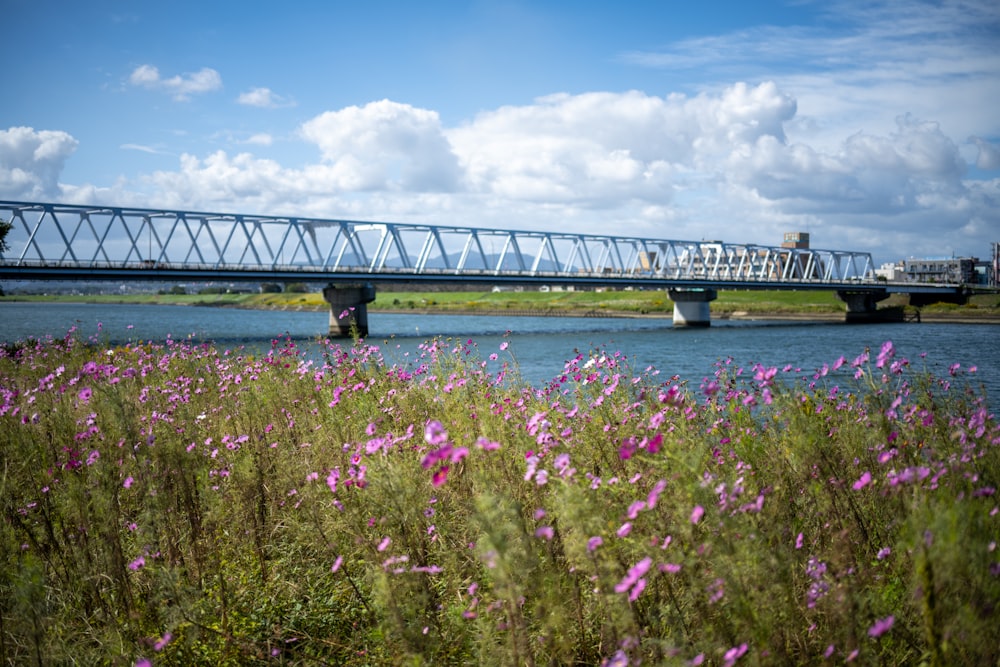 a bridge over a river with purple flowers in the foreground