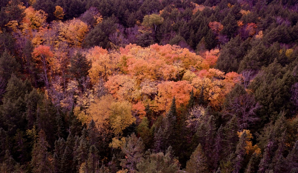 a forest filled with lots of trees covered in fall colors