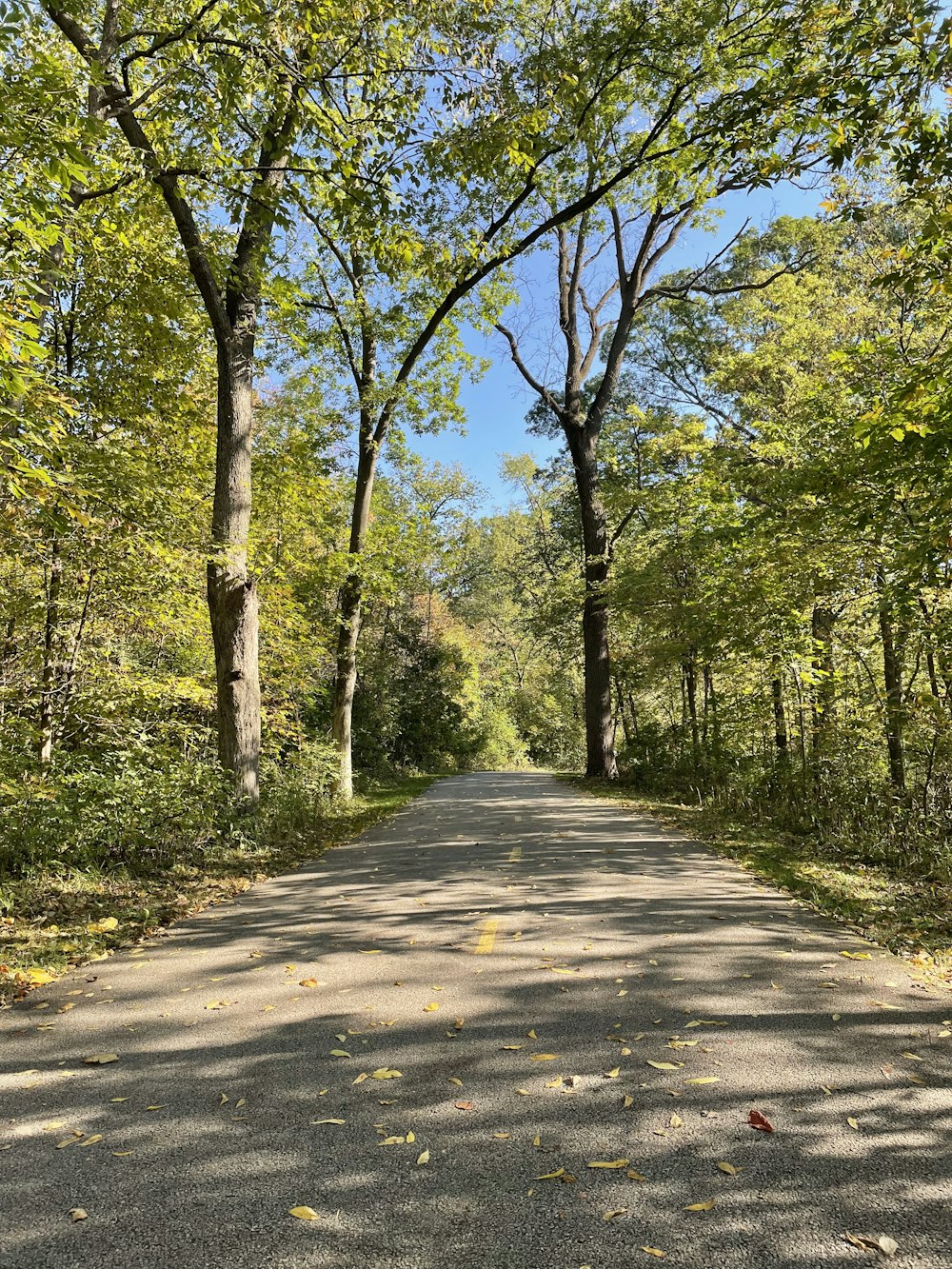 an empty road surrounded by trees and leaves