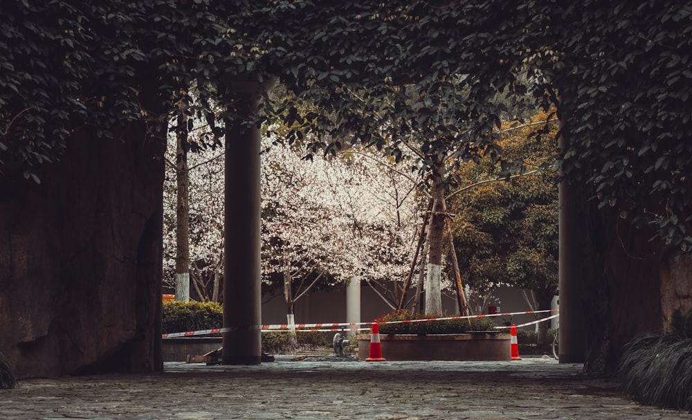 a park bench sitting between two tall trees