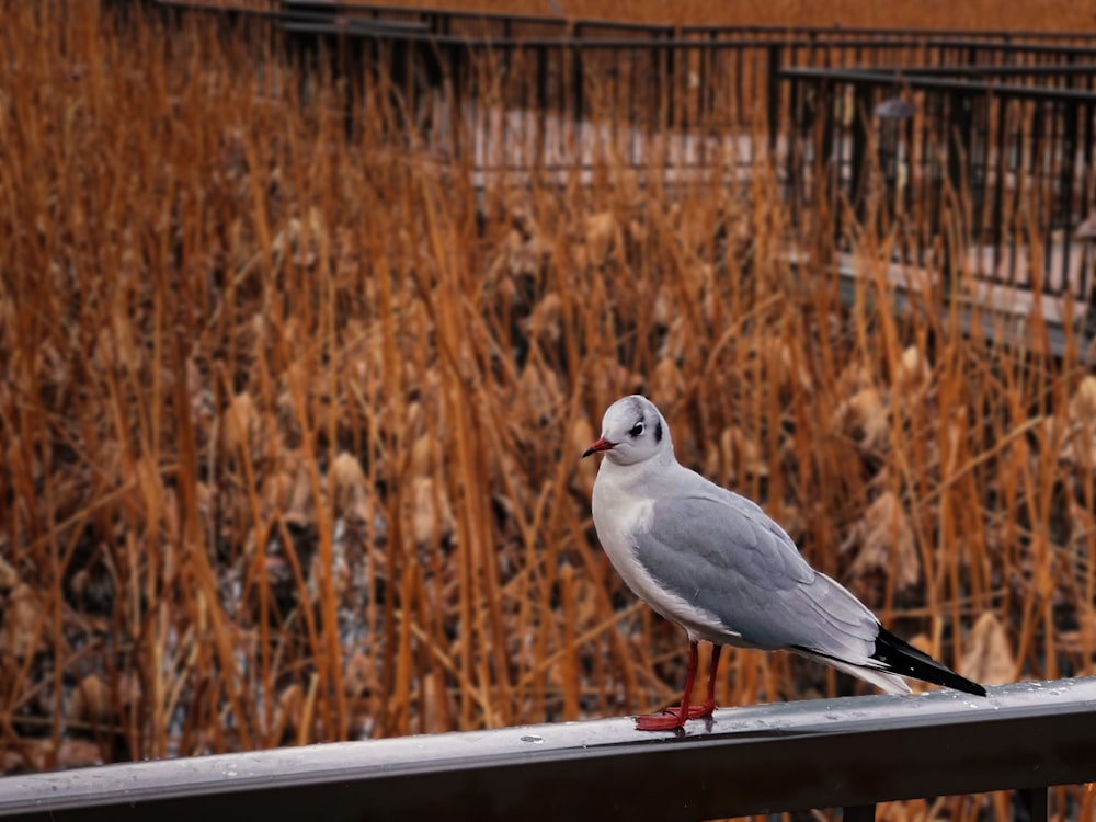 a bird standing on top of a wooden fence
