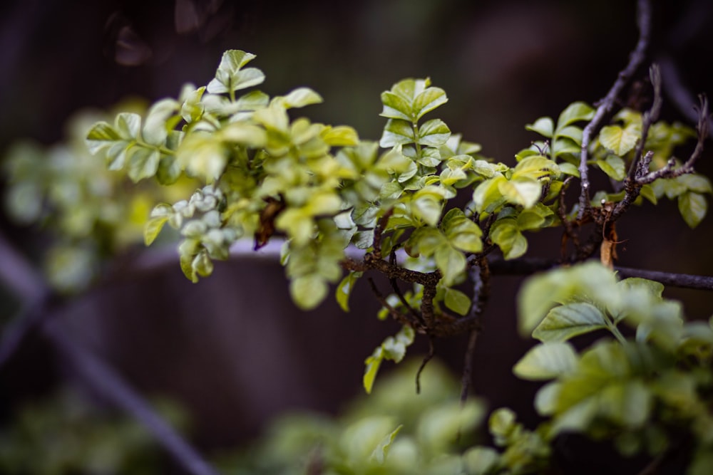 a branch of a tree with green leaves