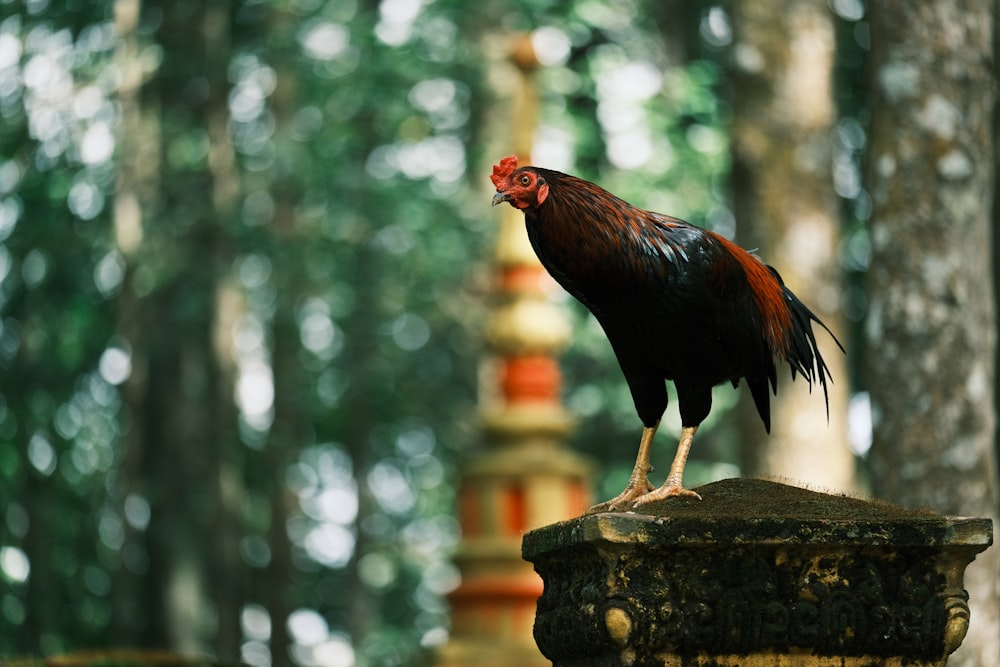 a rooster standing on top of a stone pillar