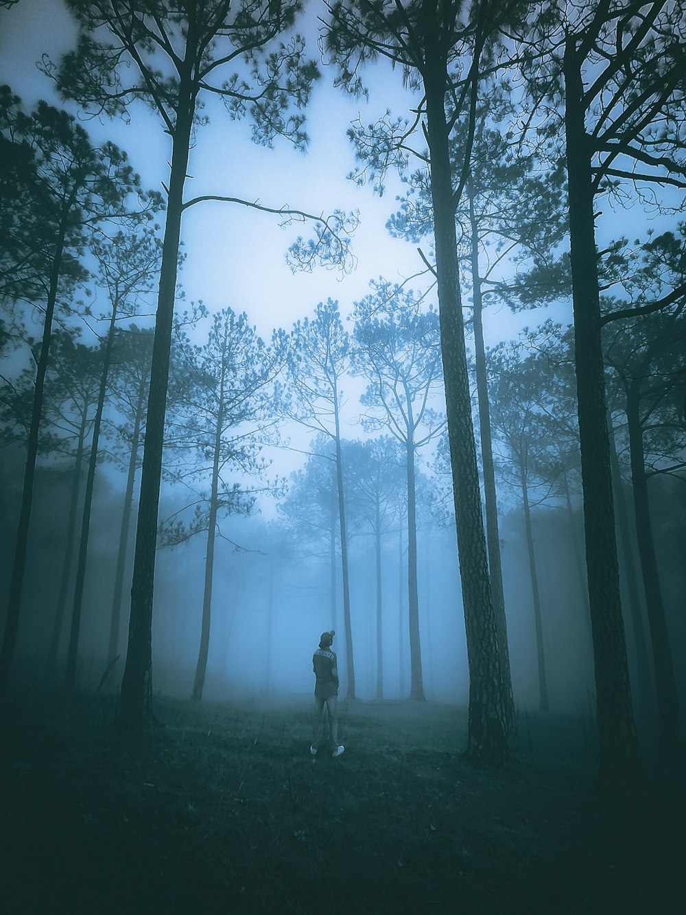 a person standing in the middle of a forest on a foggy day