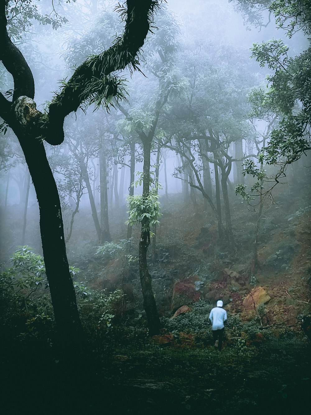 a person standing in the middle of a forest