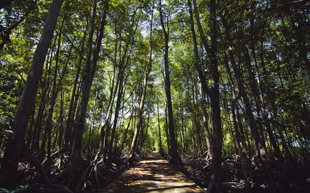 a dirt path in the middle of a forest