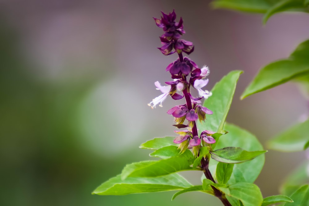 a close up of a purple flower with green leaves