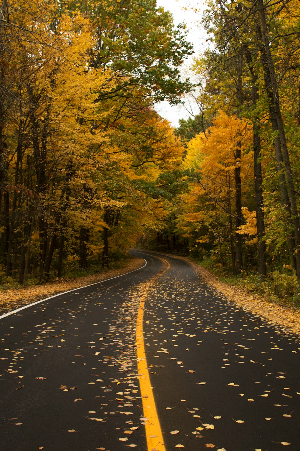 an empty road surrounded by trees with yellow leaves