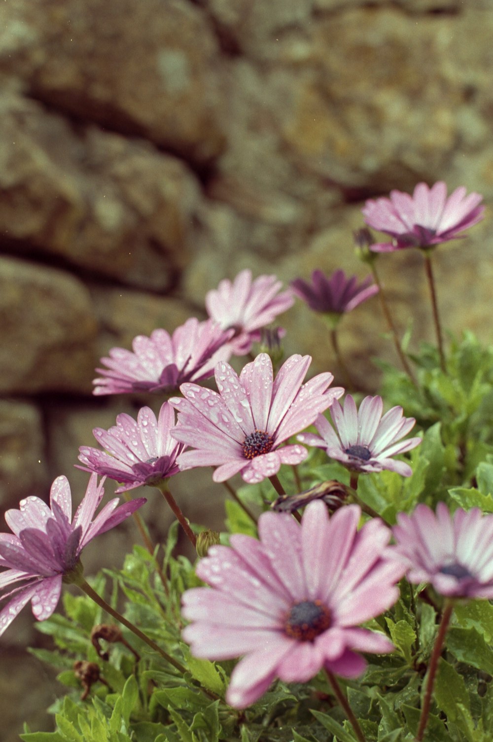 a bunch of flowers that are in a pot