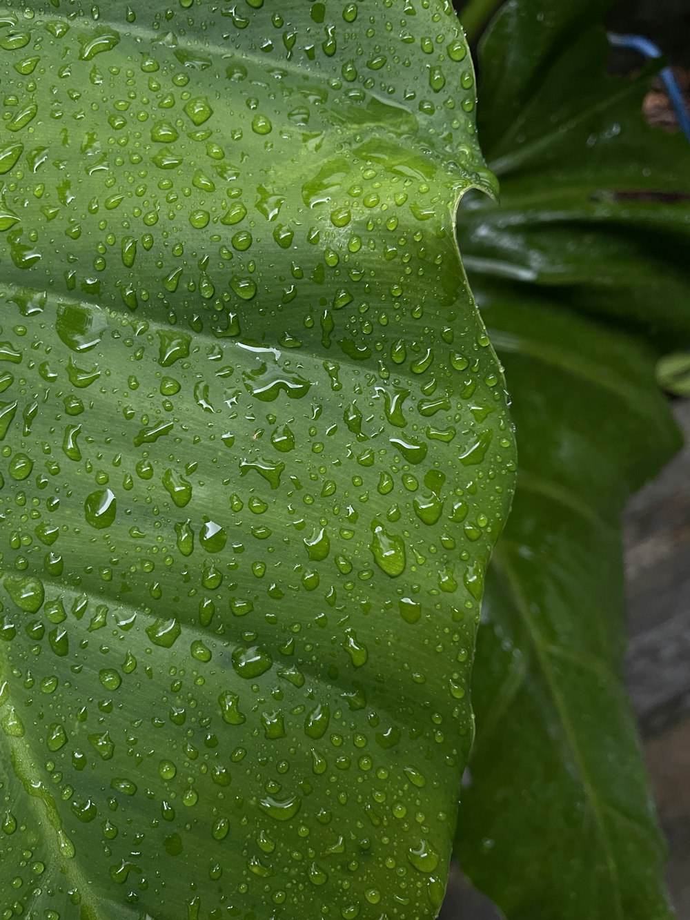 a large green leaf with drops of water on it