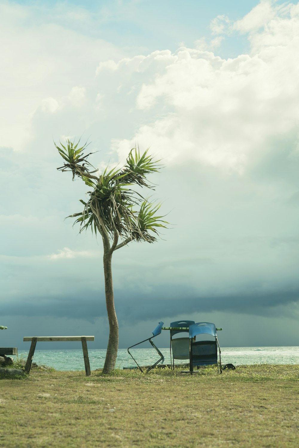 a bench under a palm tree next to a body of water