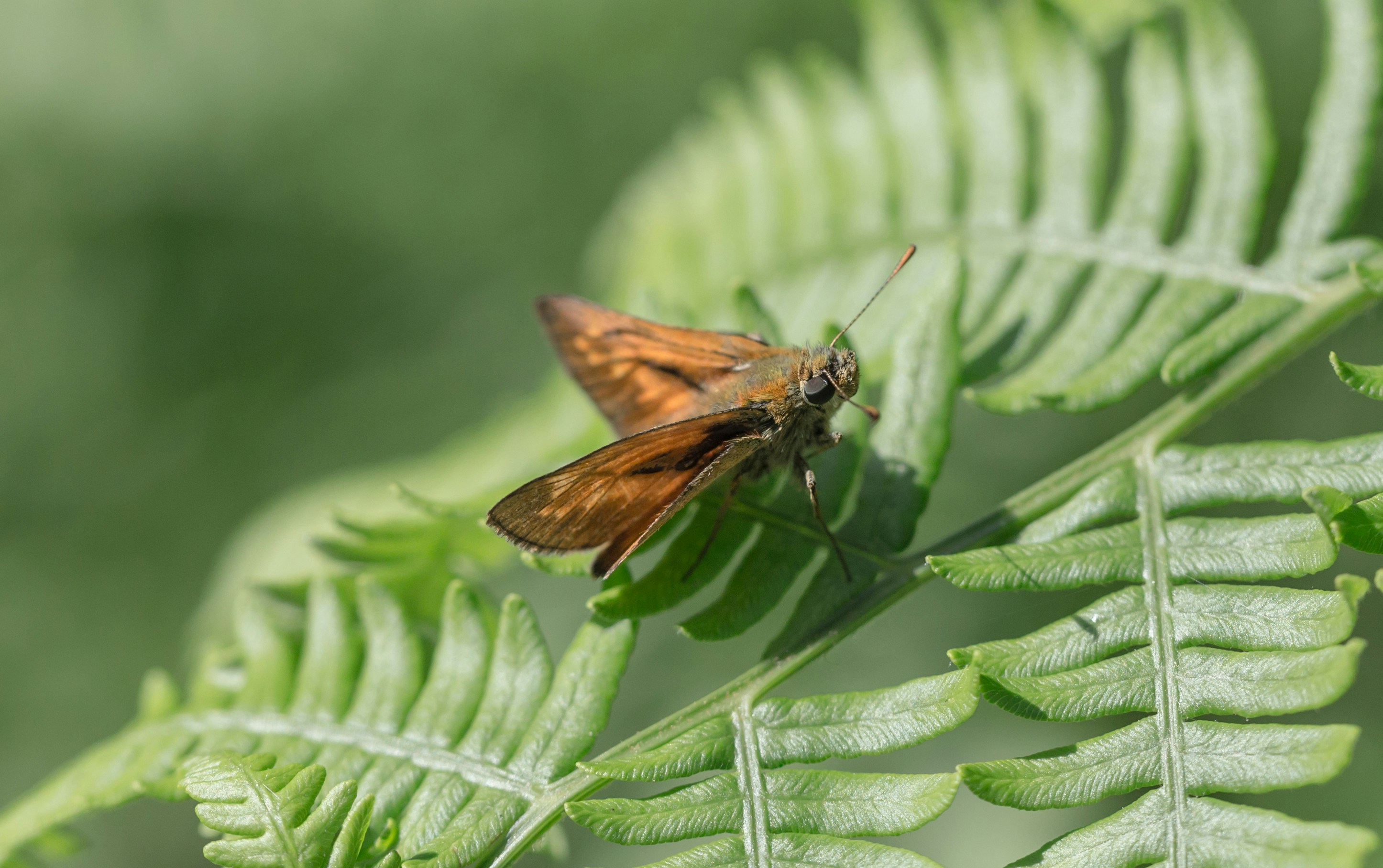 Photo by blooddrainer