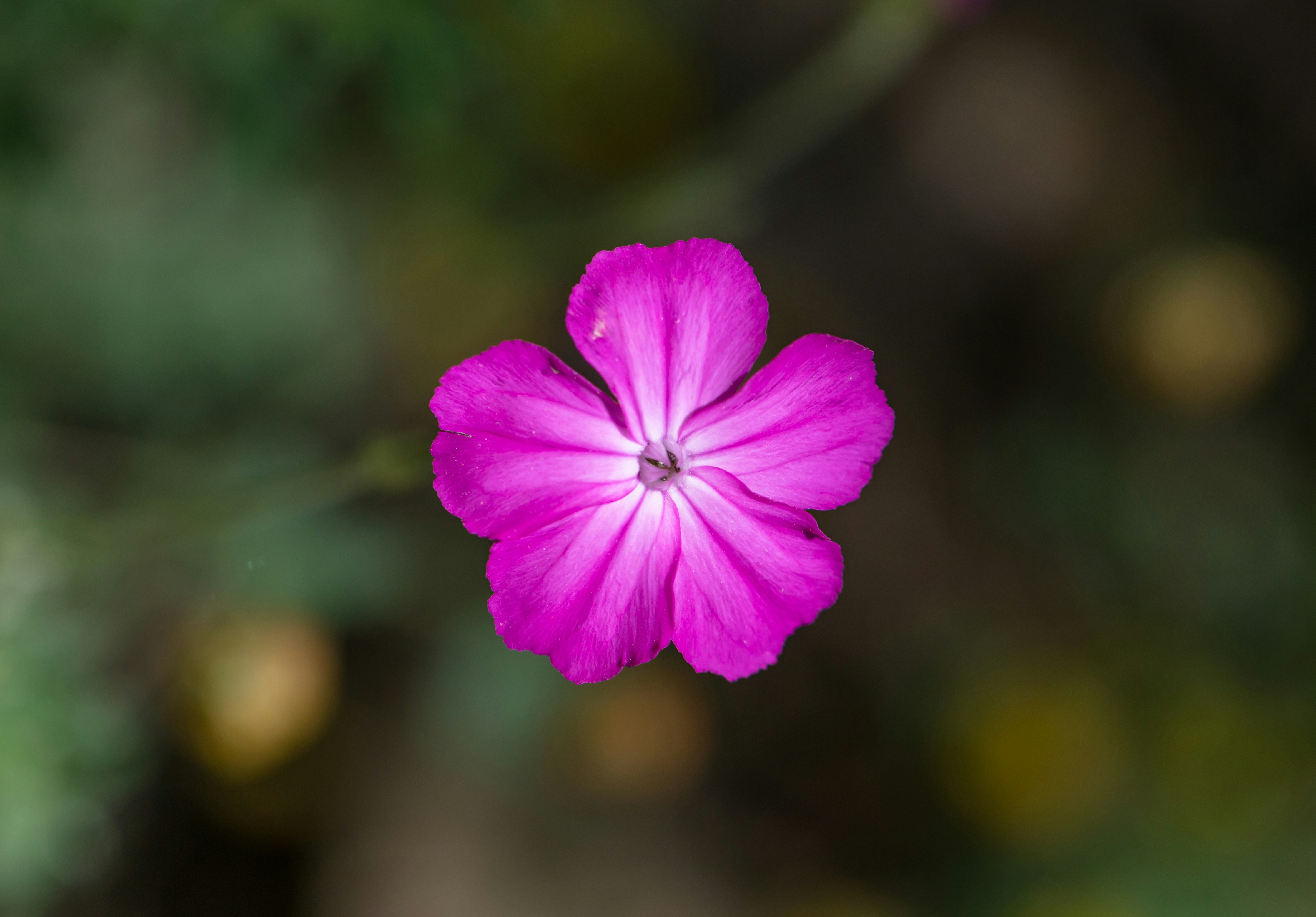 Photo by blooddrainer