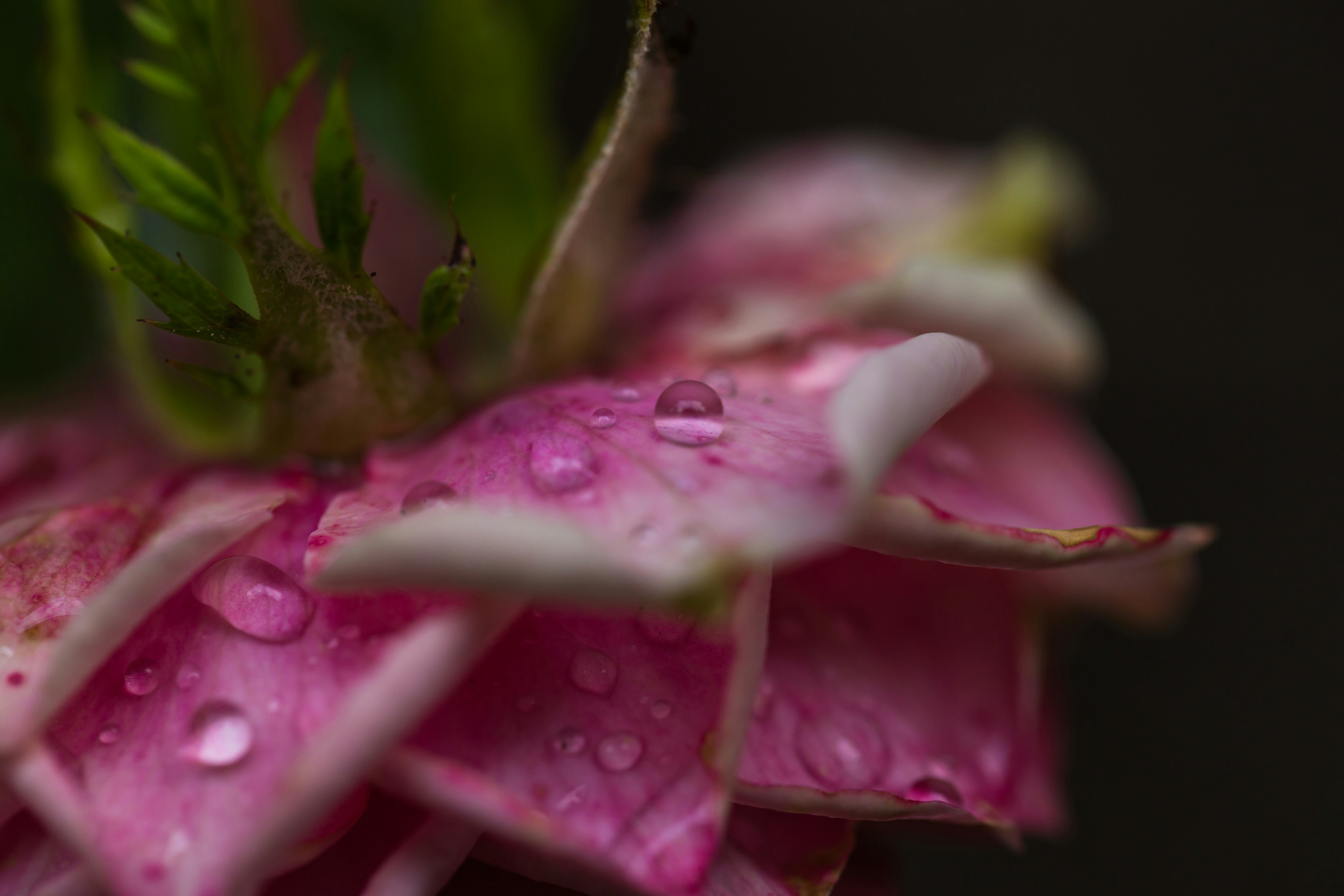Photo by blooddrainer
