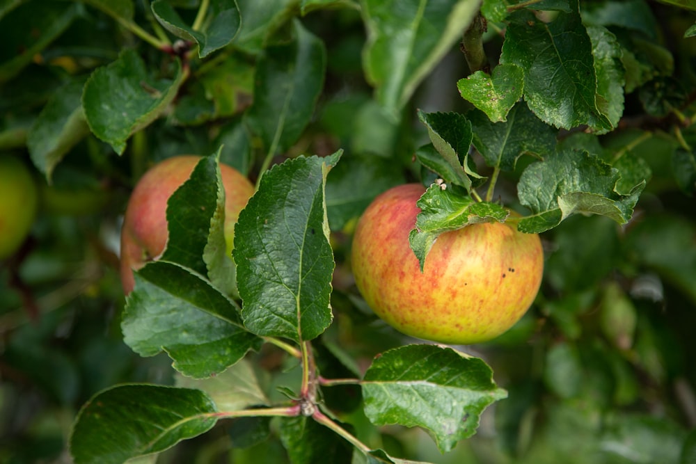 a couple of apples that are on a tree