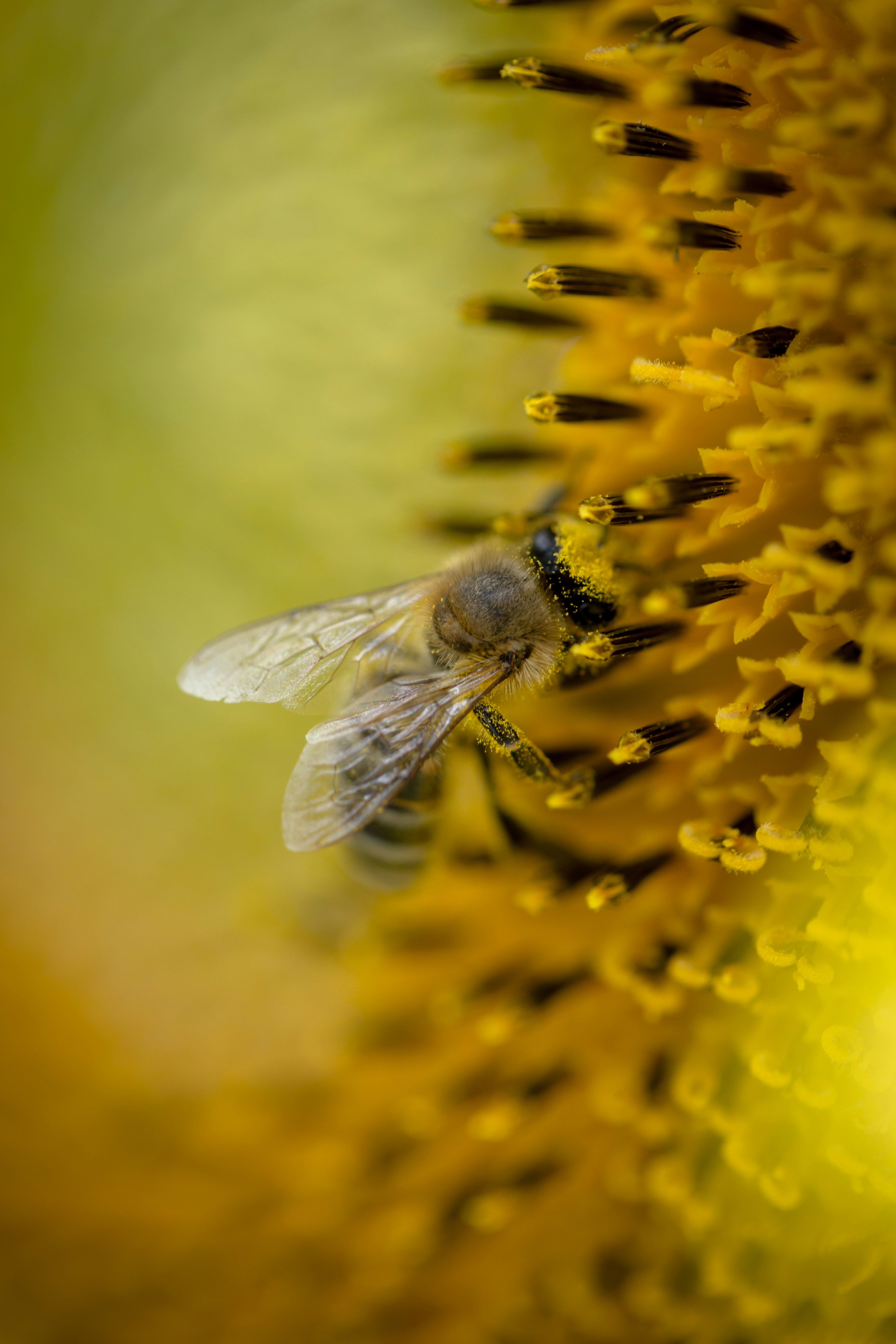 Honeybees Navigate Using Polarized Light Patterns (image credits: unsplash)
