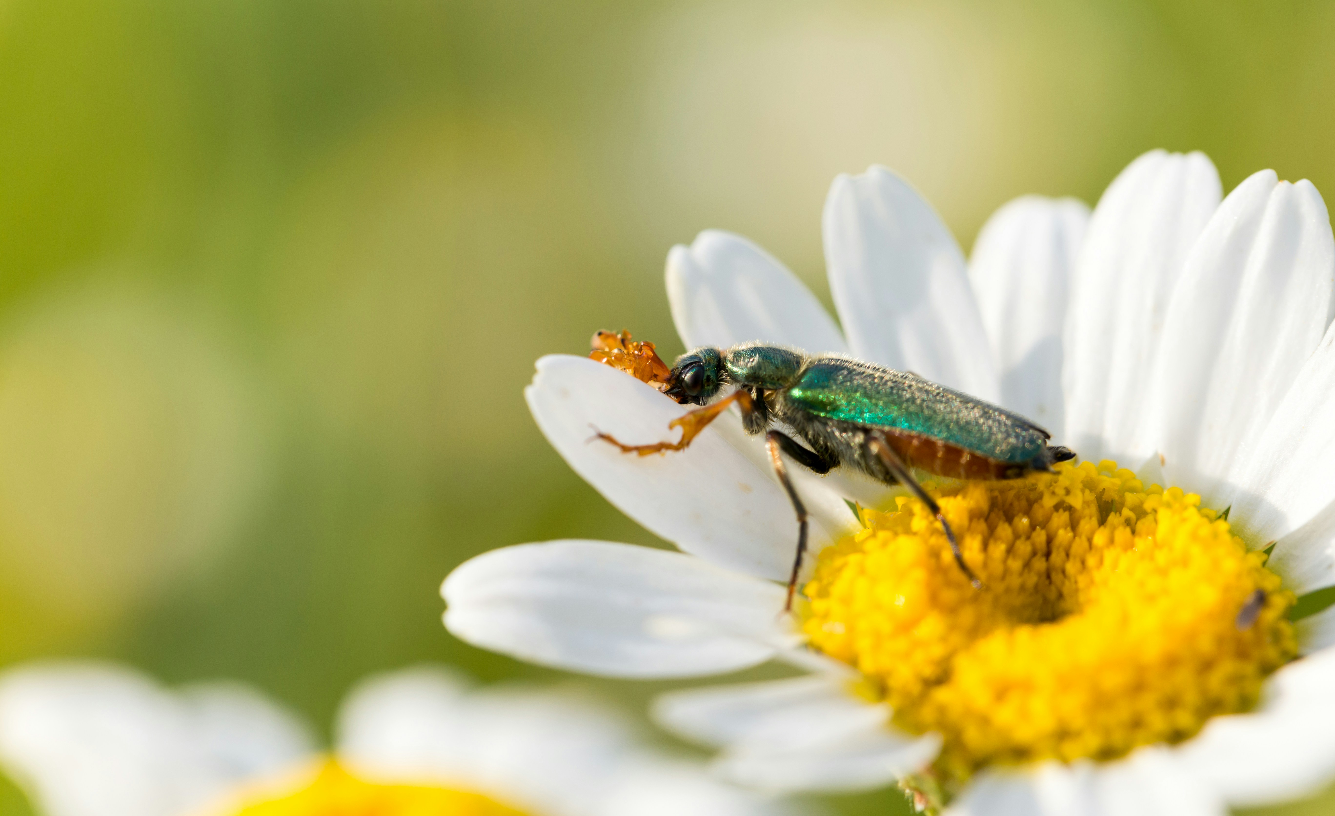 A green bug sitting on top of a white flower photo – Free Flower Image ...