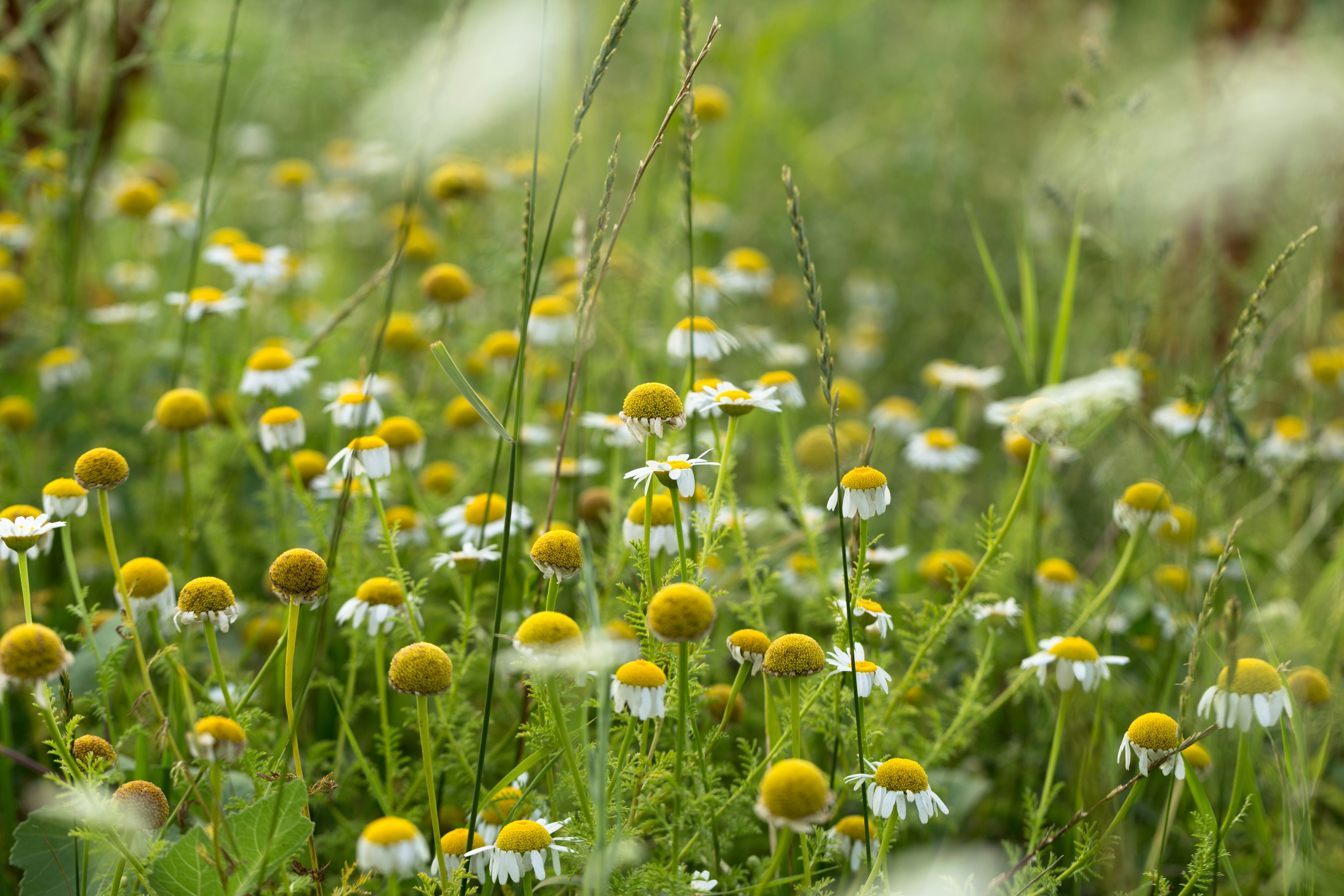 Photo by blooddrainer