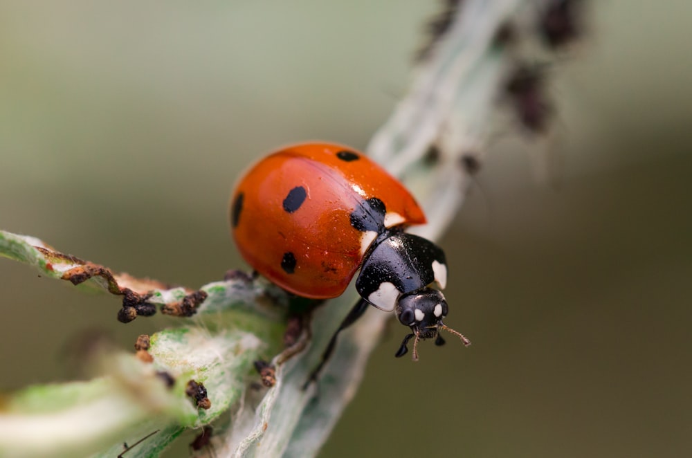 a close up of a lady bug on a plant