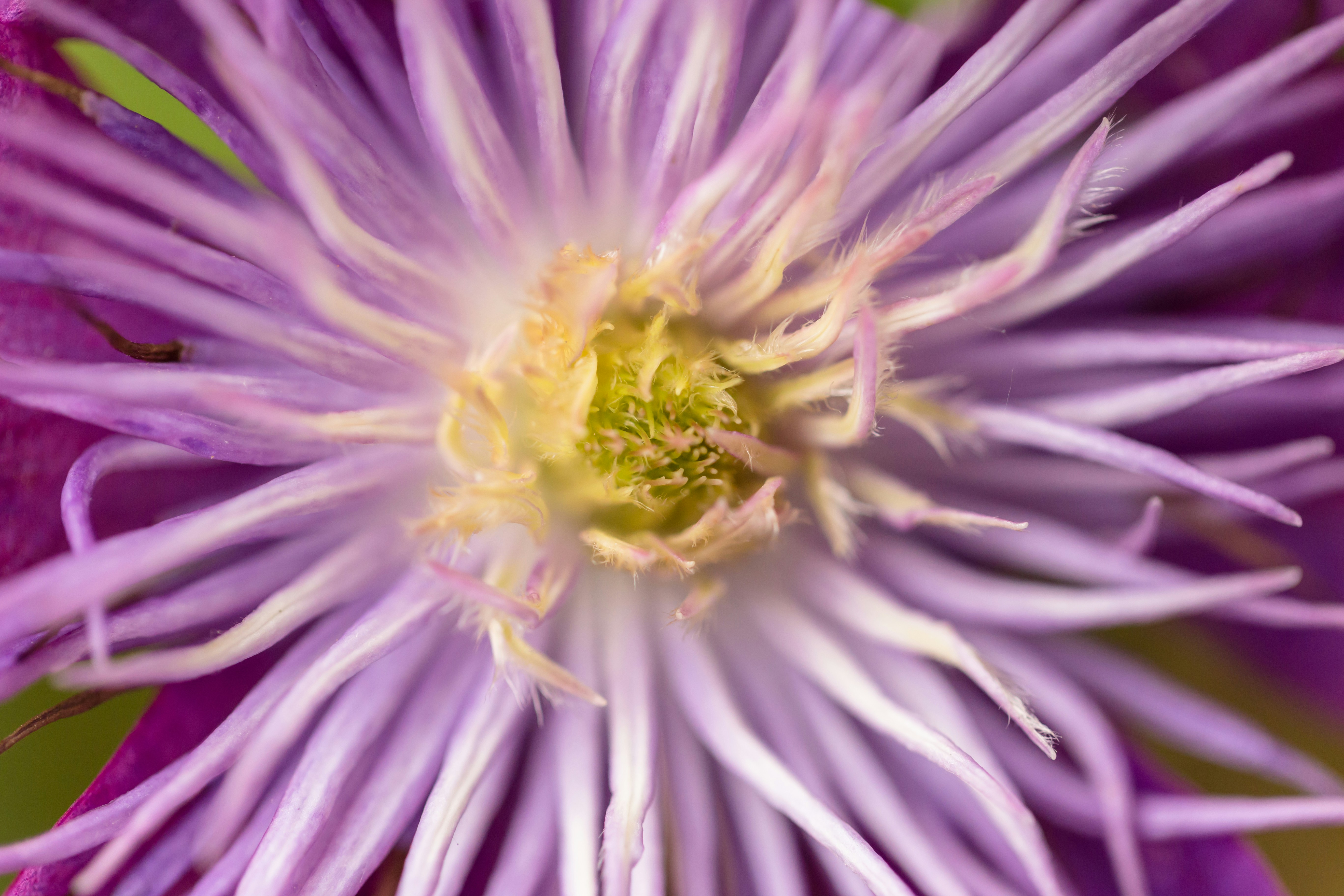 Photo by blooddrainer