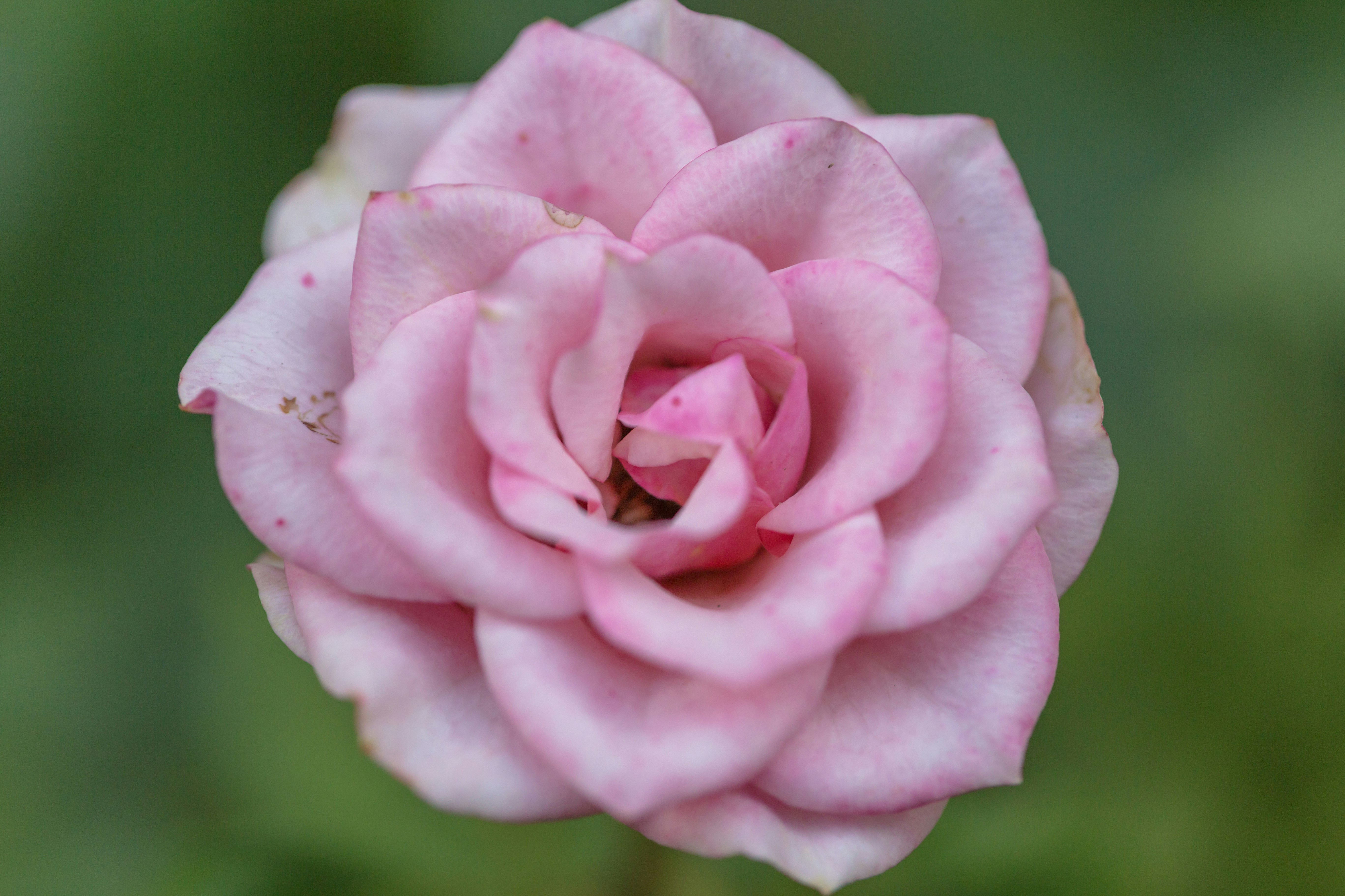 Photo by blooddrainer