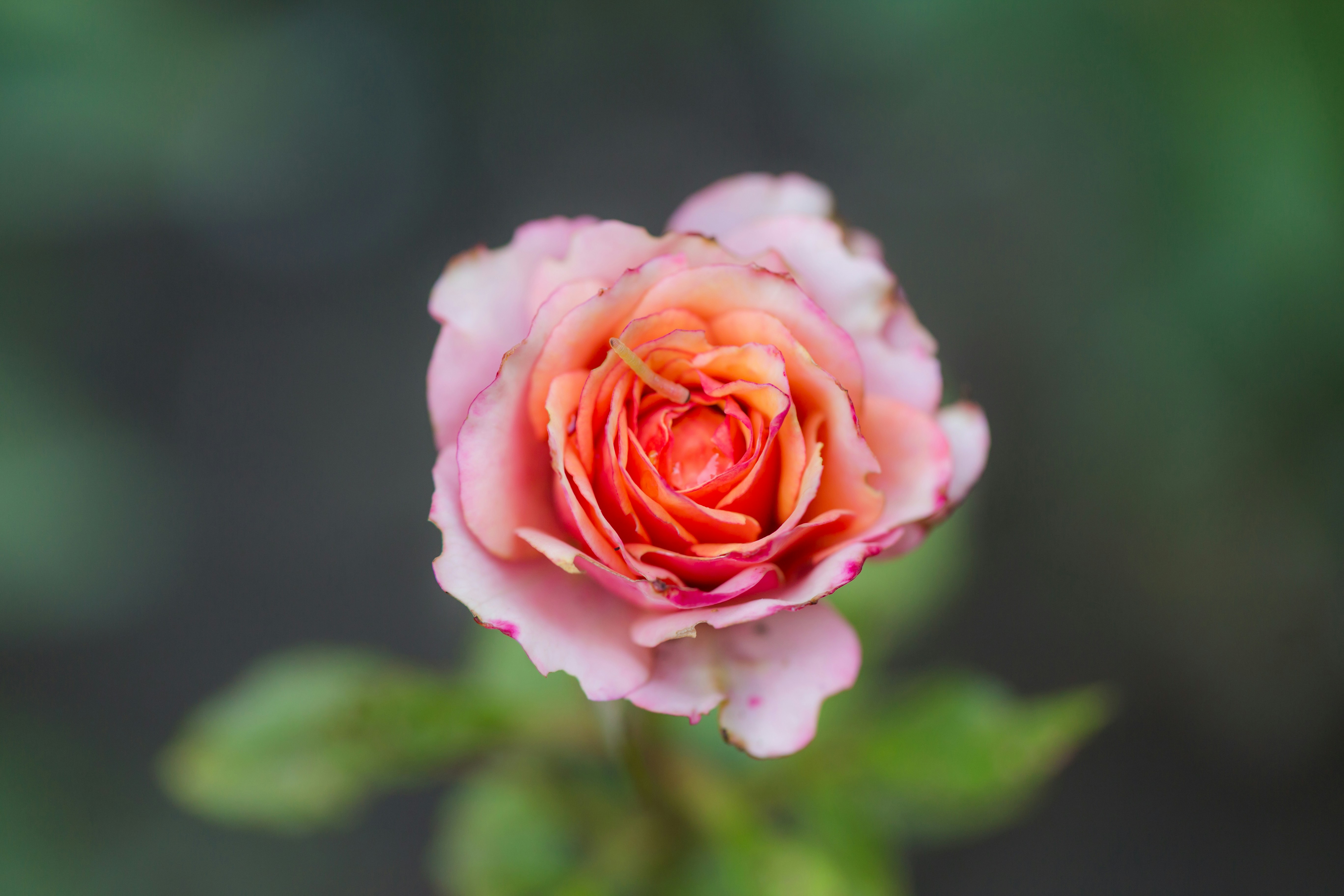 Photo by blooddrainer