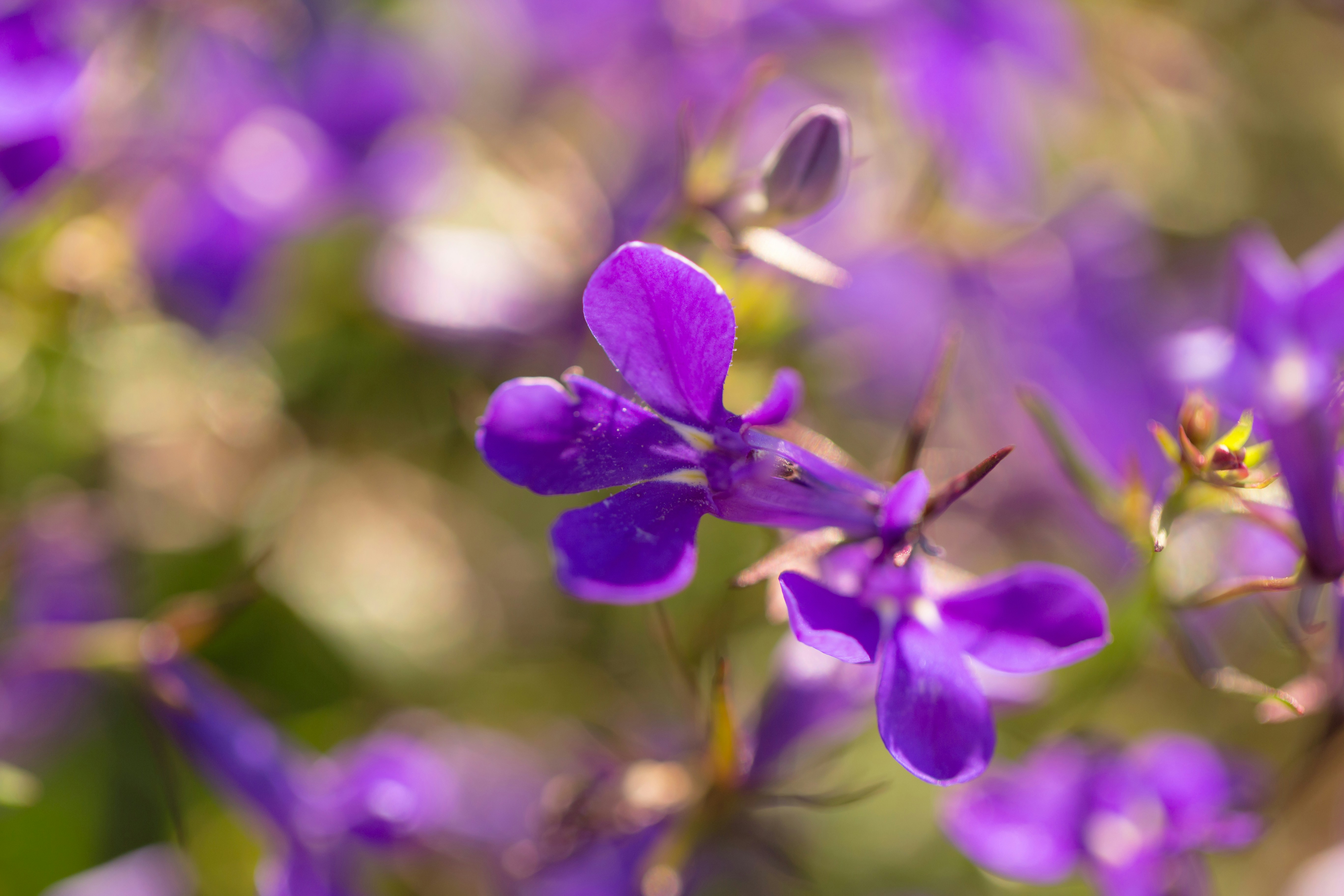 Photo by blooddrainer