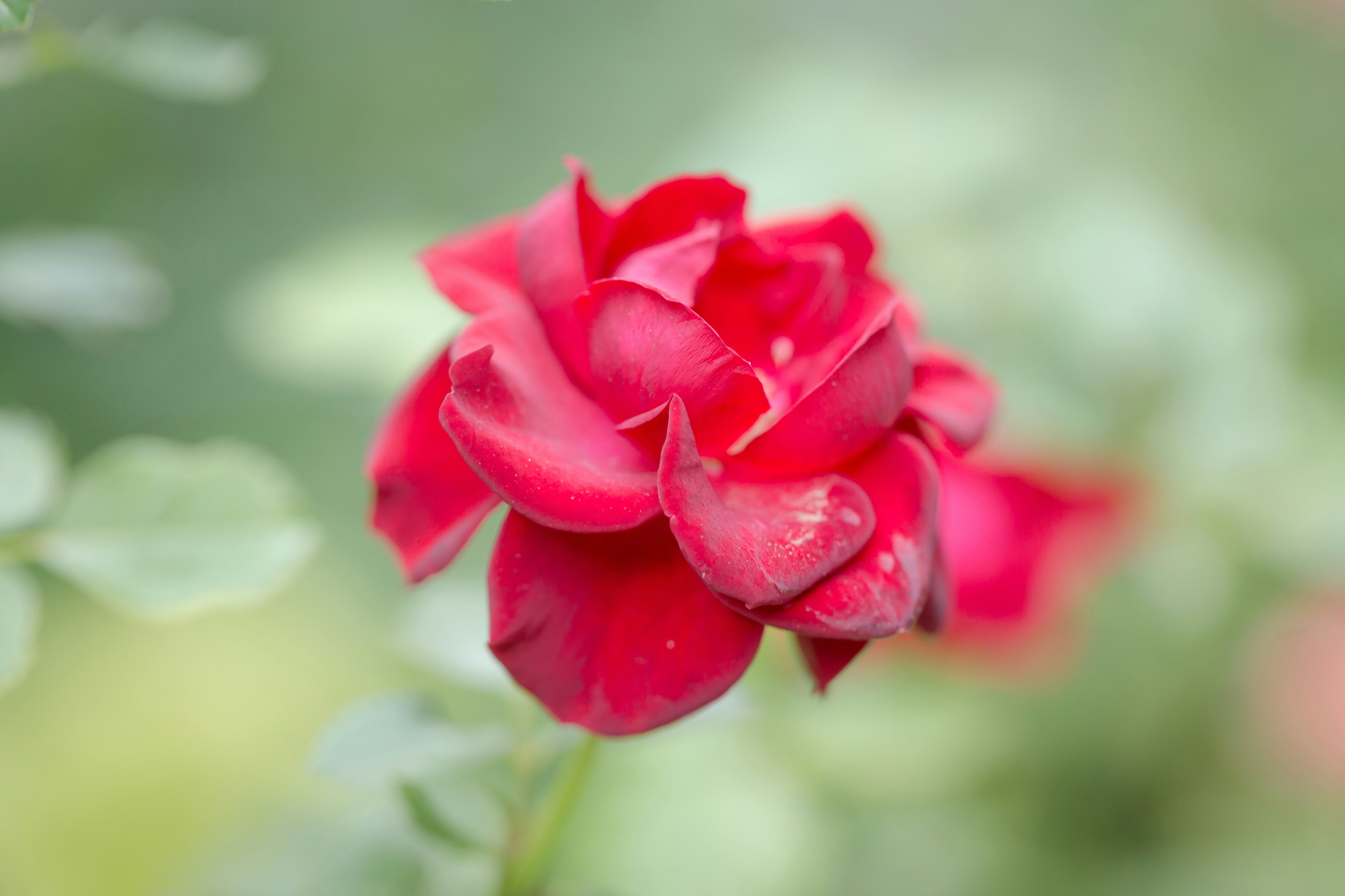 Photo by blooddrainer