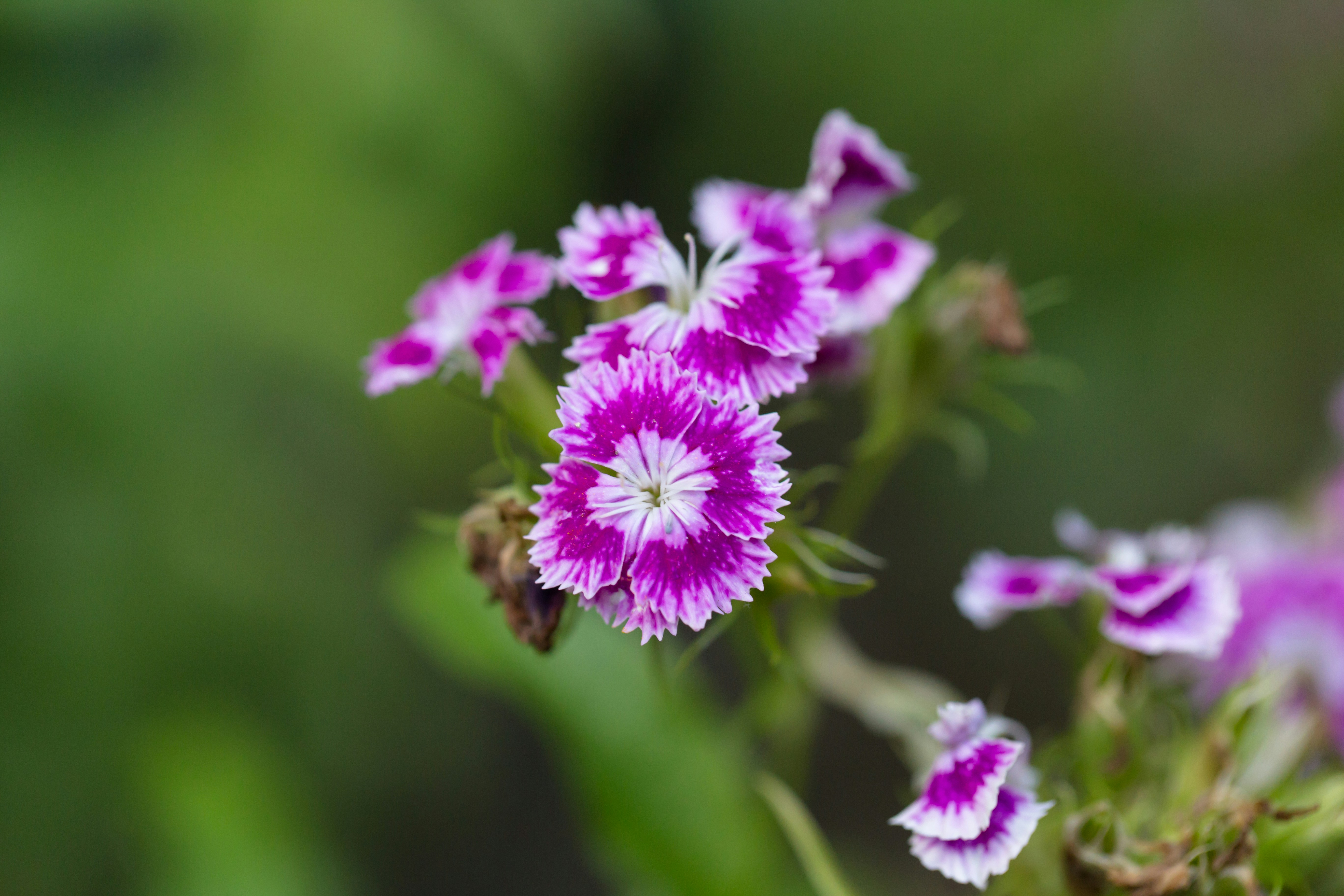 Photo by blooddrainer