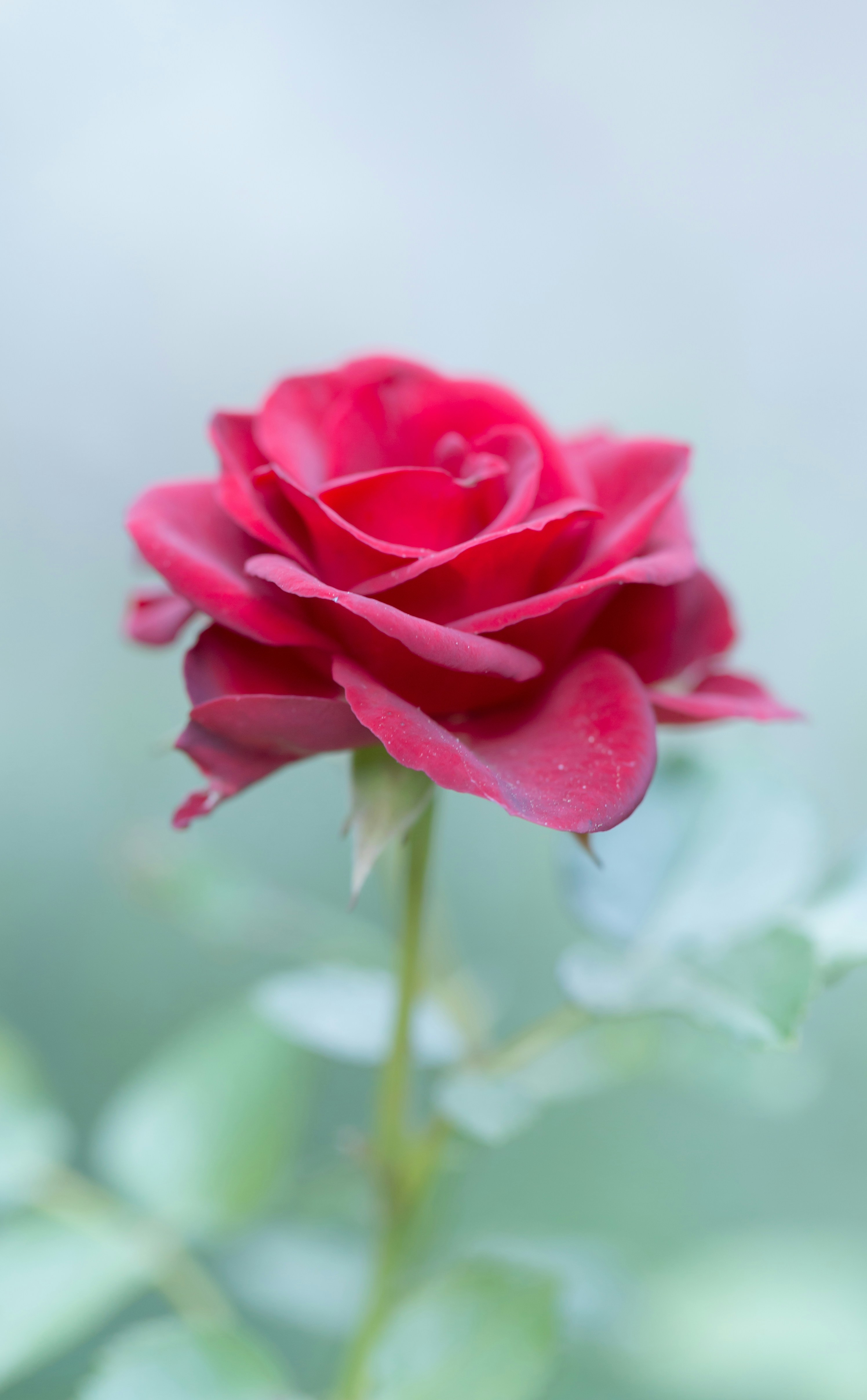 Photo by blooddrainer