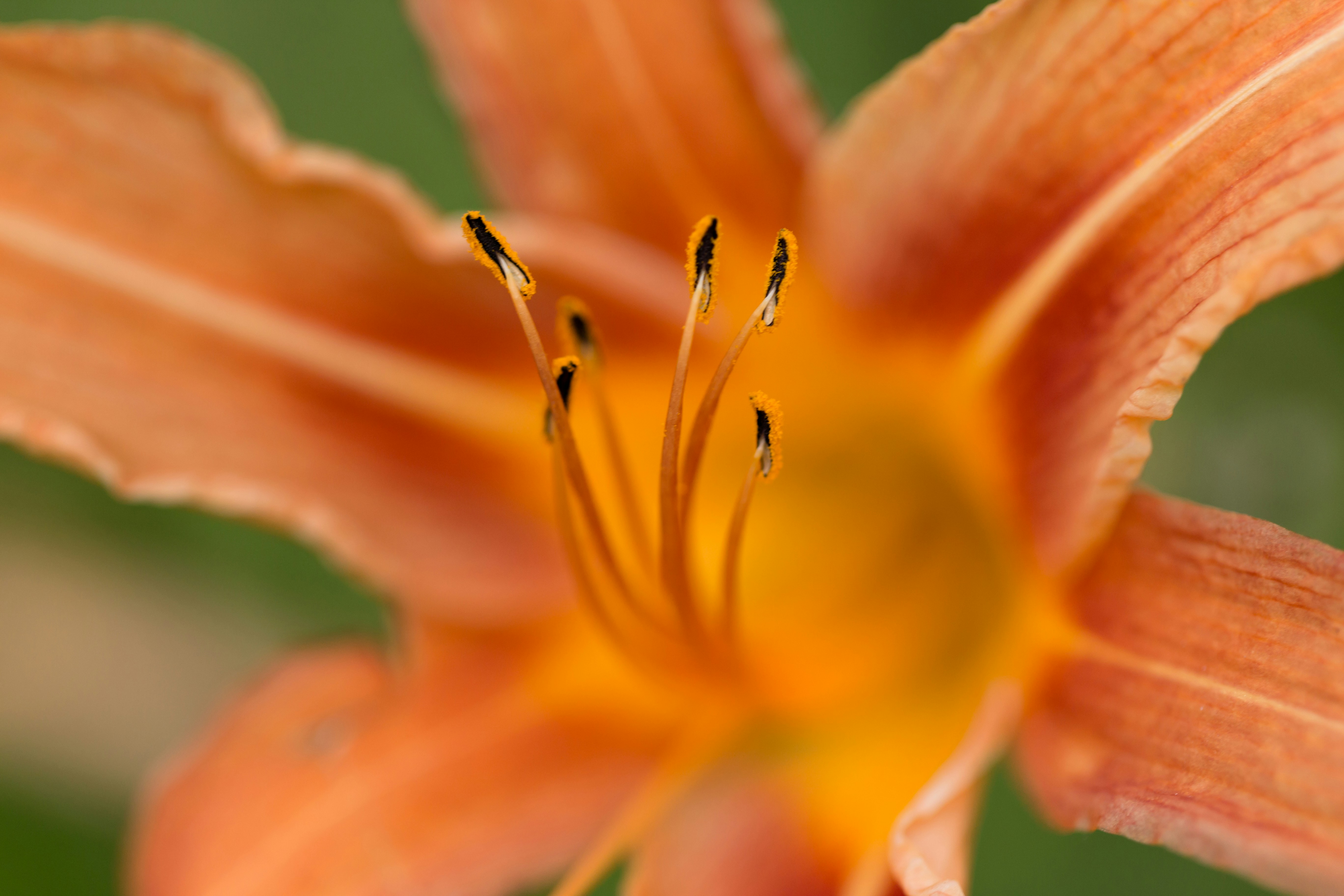 Photo by blooddrainer