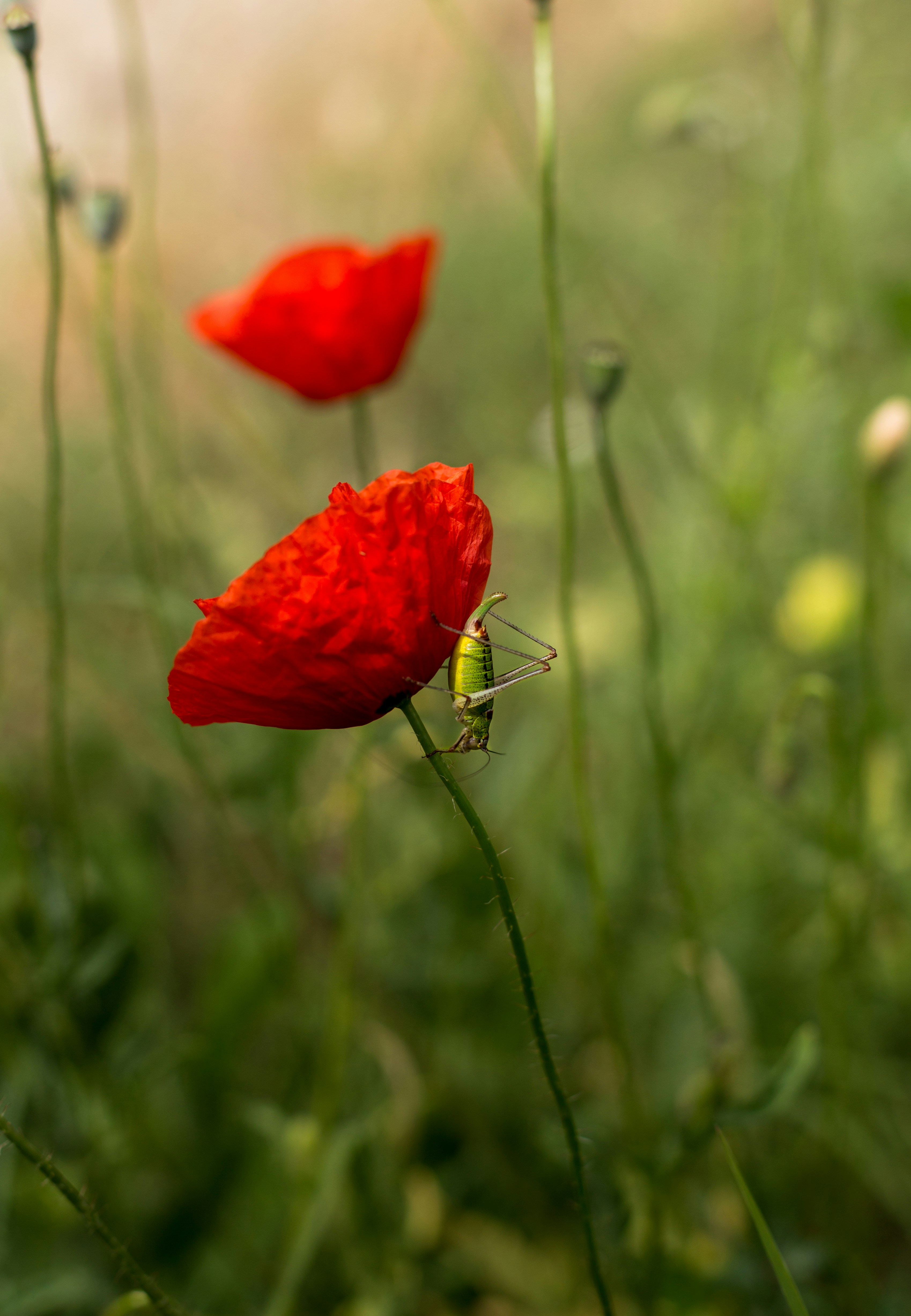 Photo by blooddrainer