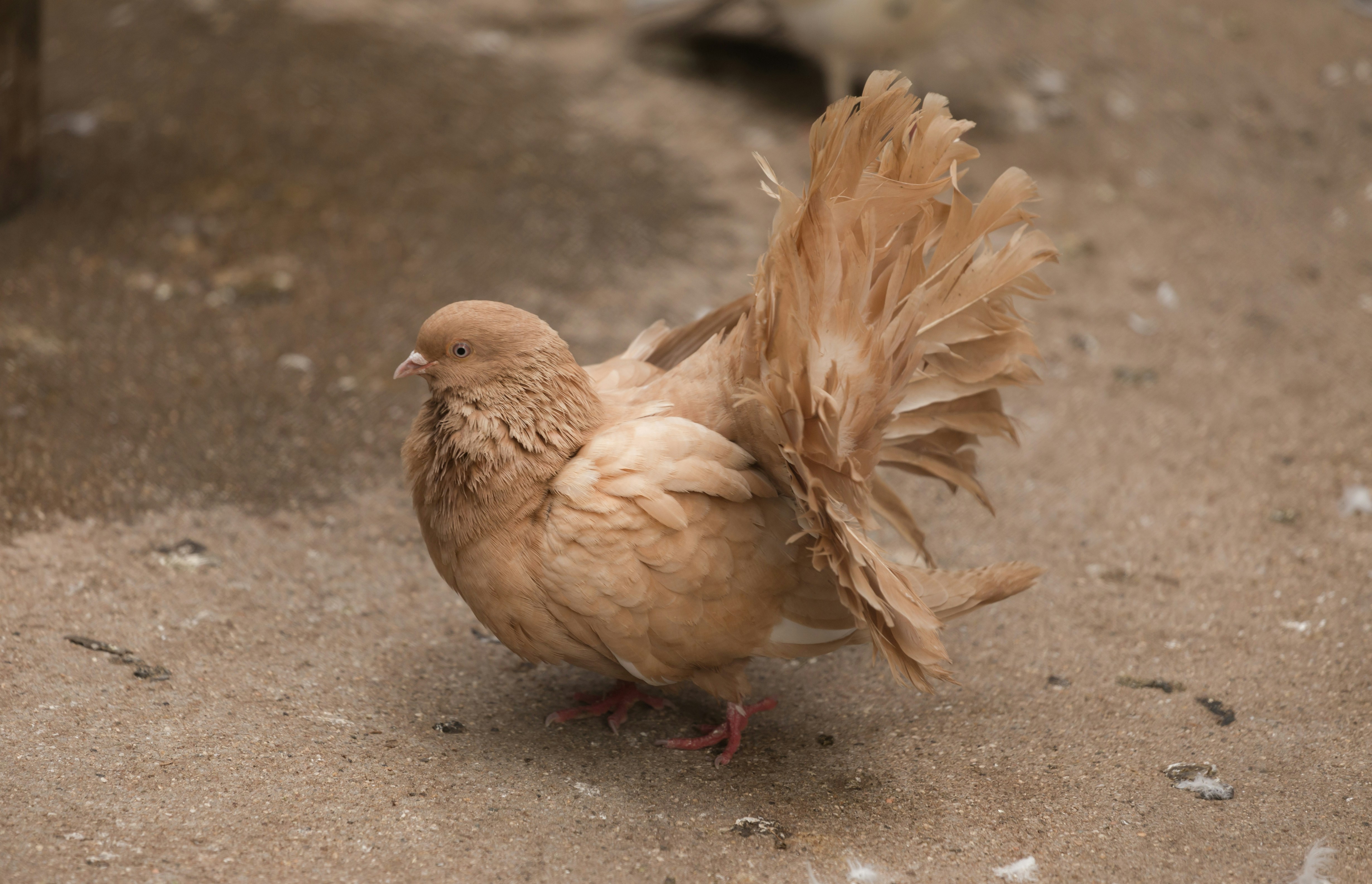 Photo by blooddrainer