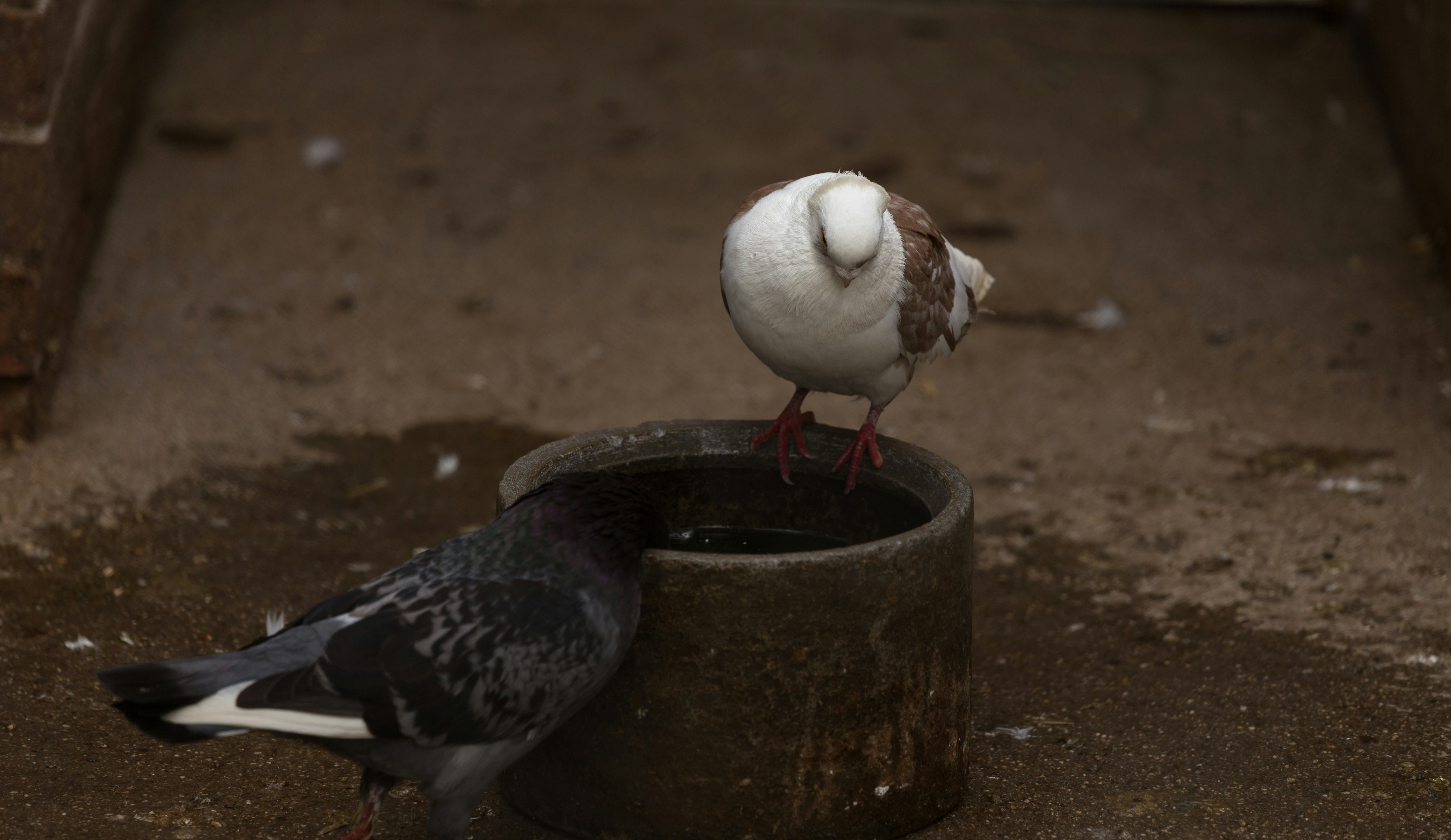 a couple of birds standing on top of a bucket