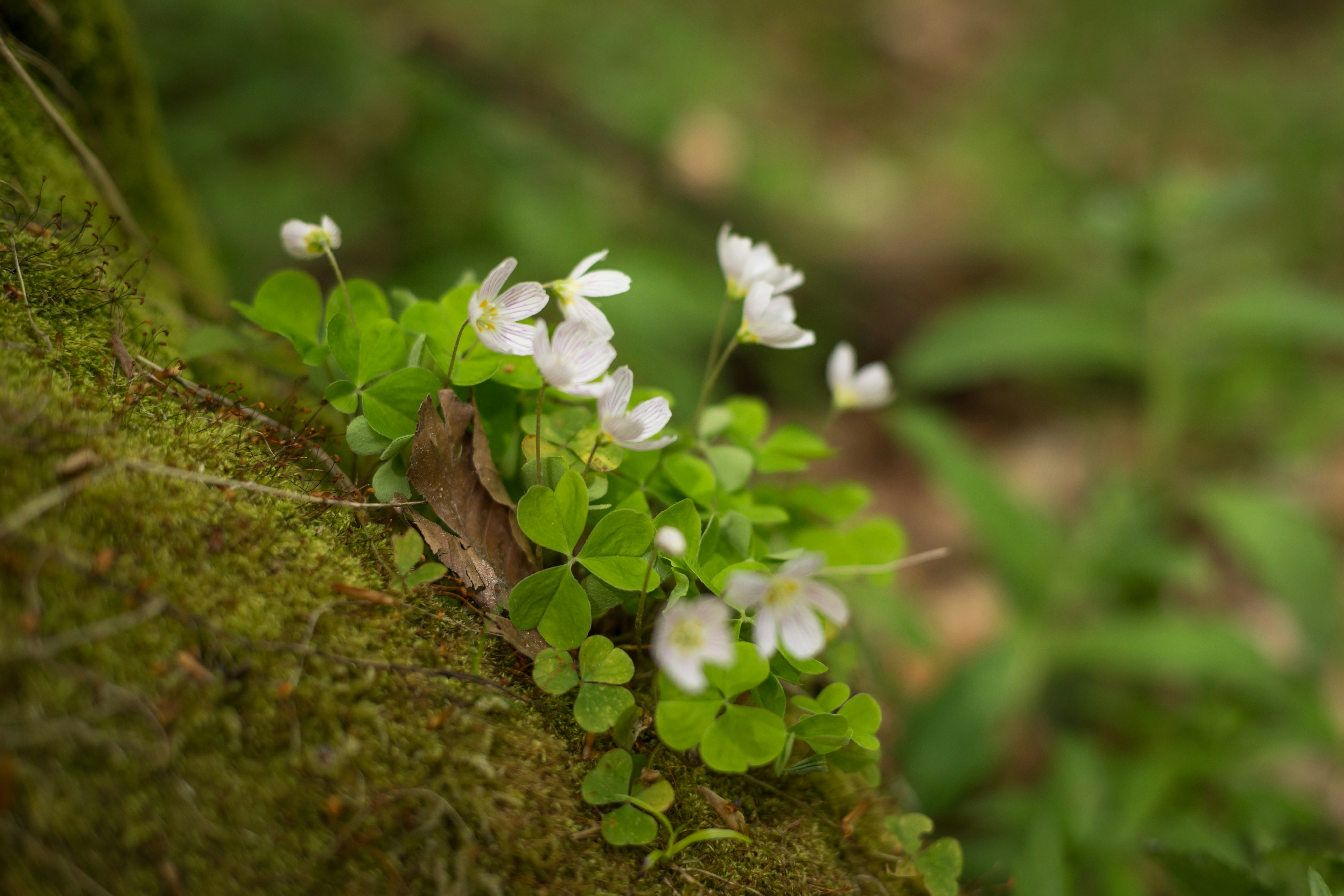 Photo by blooddrainer