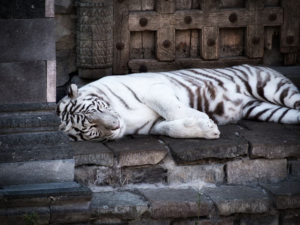 a white tiger laying down on some steps