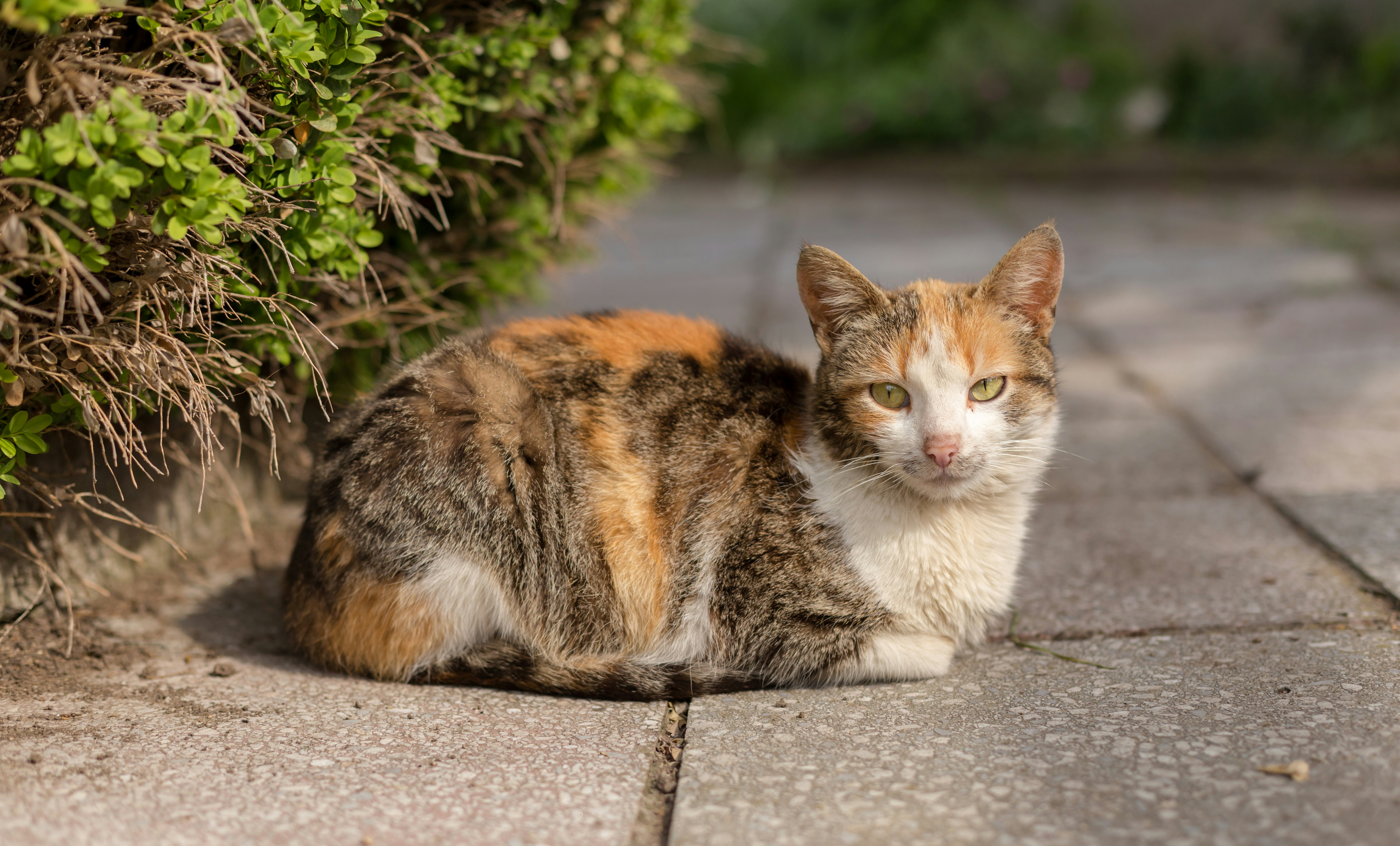 Photo by blooddrainer