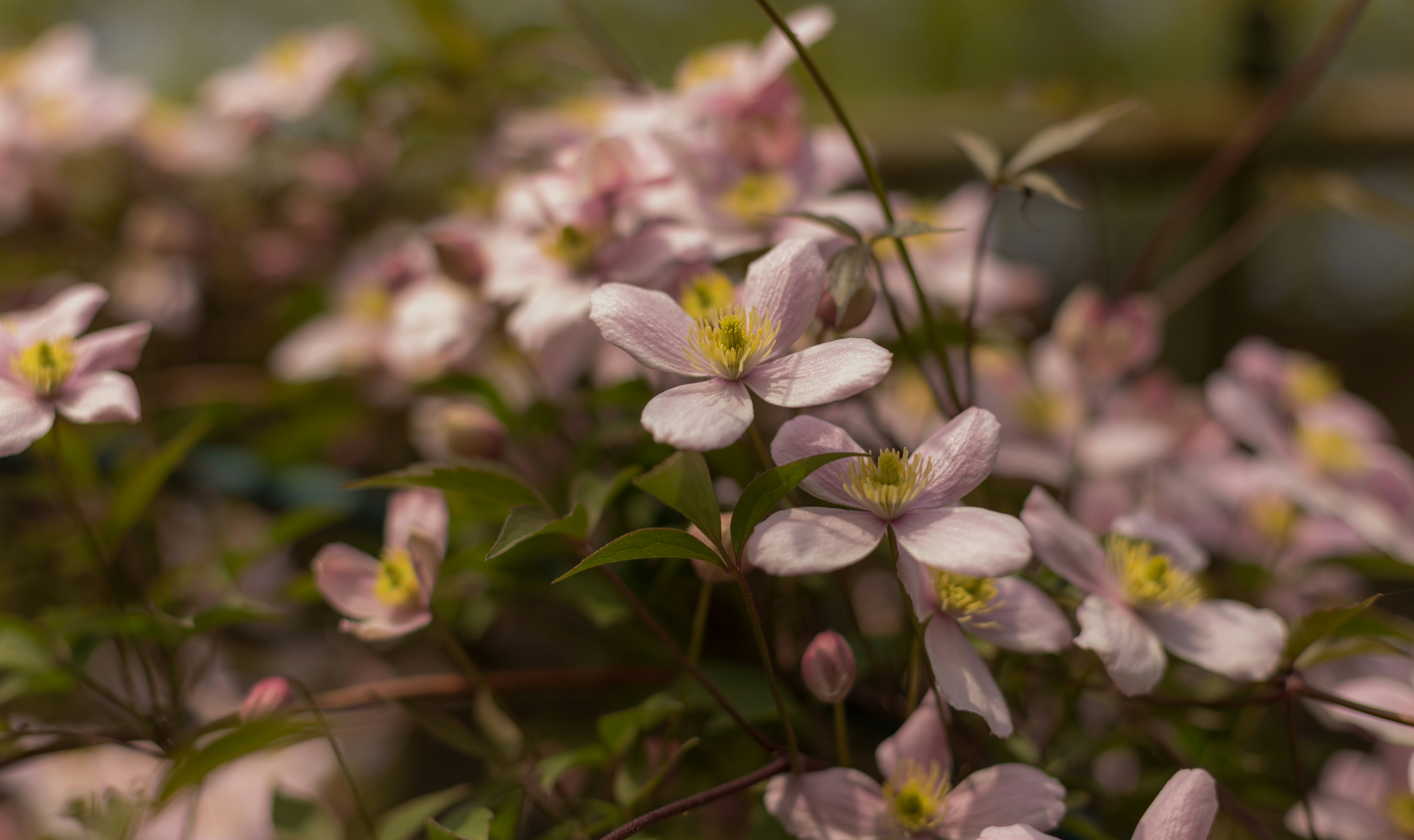 Photo by blooddrainer